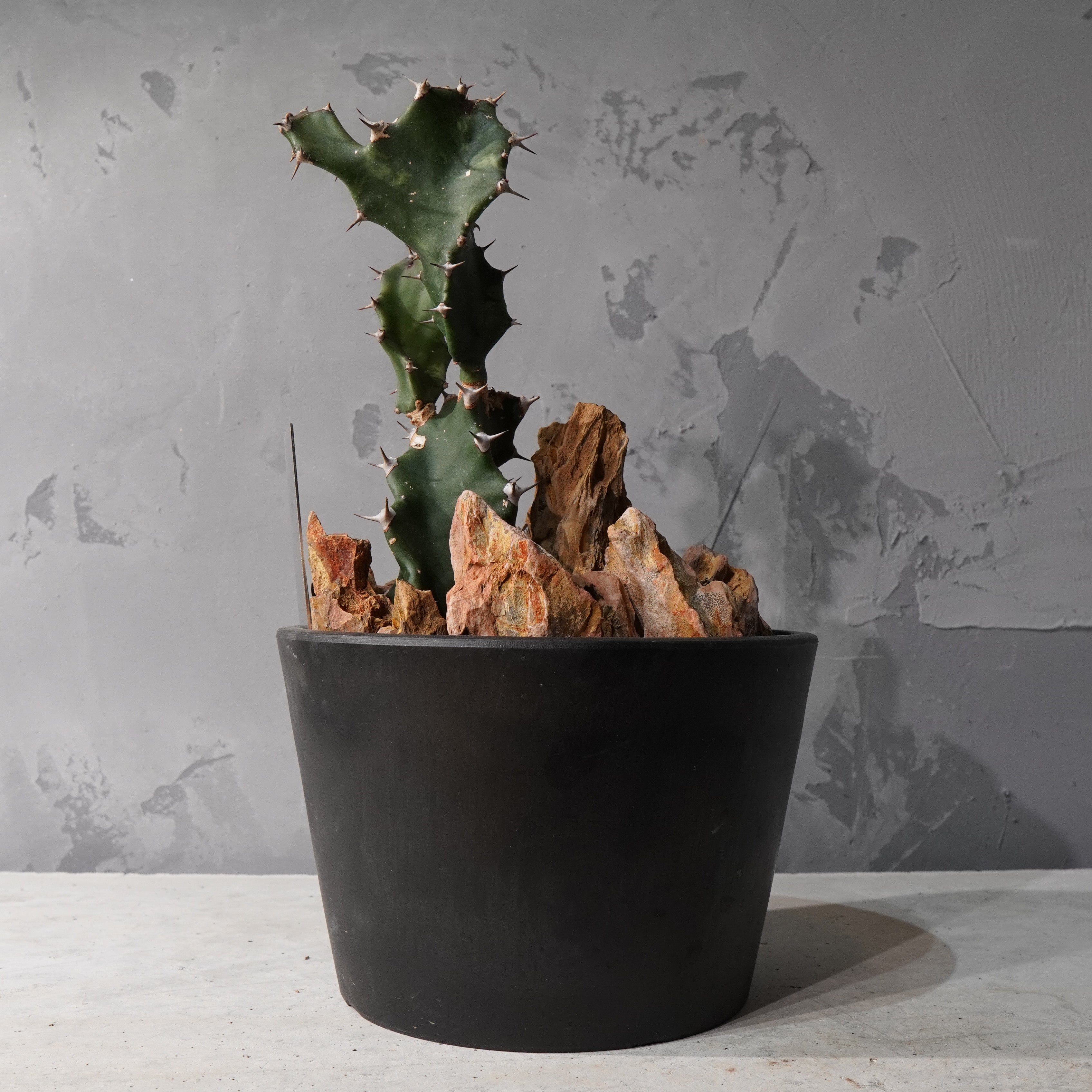 【HABITAT STYLE】アストロフィツム大鳳玉/トルチリス_Bizarre Plants/珍奇植物/ハビタットスタイル#artholic