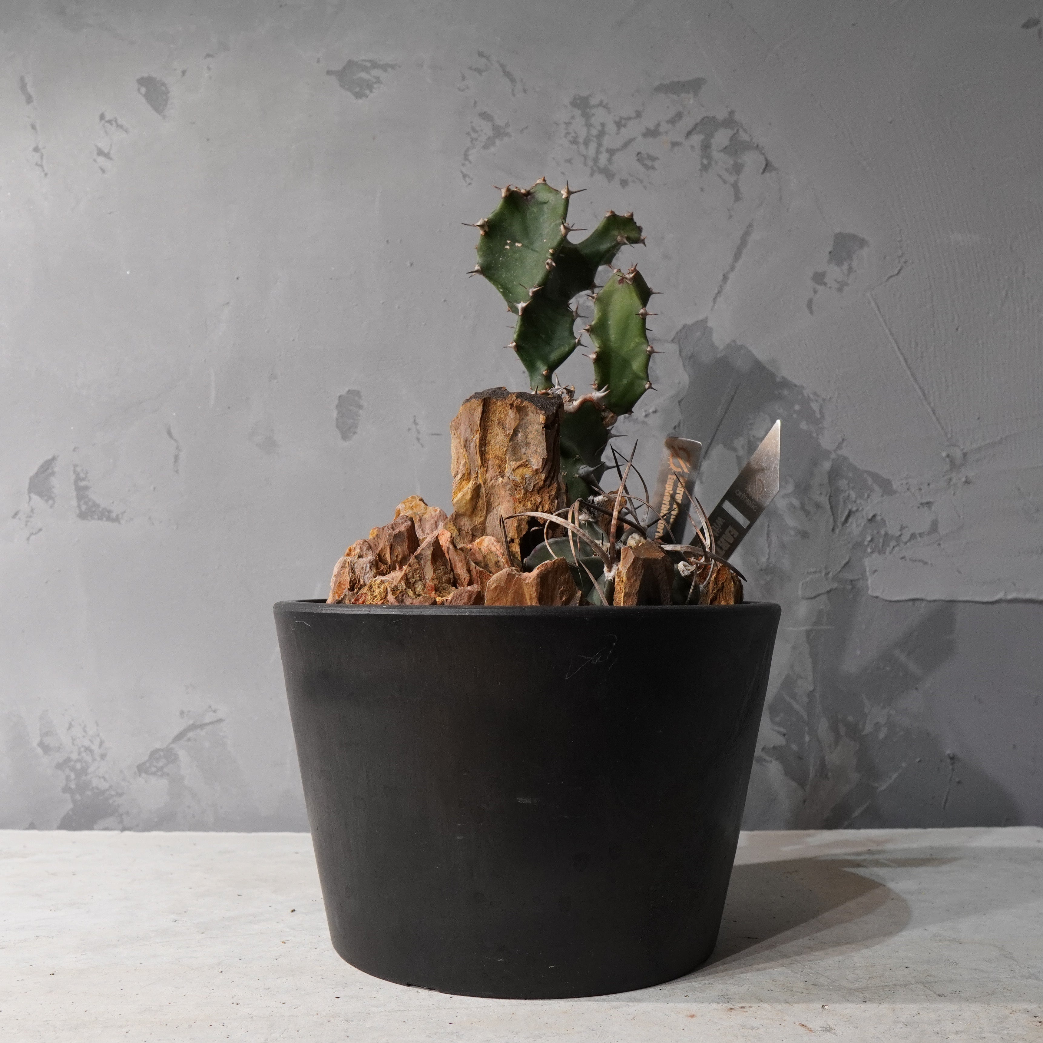 【HABITAT STYLE】アストロフィツム大鳳玉/トルチリス_Bizarre Plants/珍奇植物/ハビタットスタイル#artholic