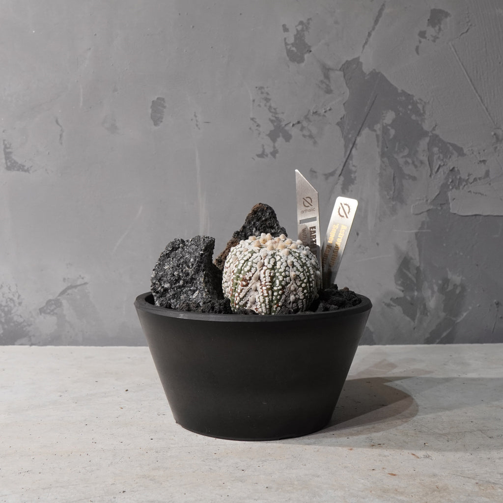 【HABITAT STYLE】アストロフィツムスーパー兜_Bizarre Plants/珍奇植物/ハビタットスタイル#artholic