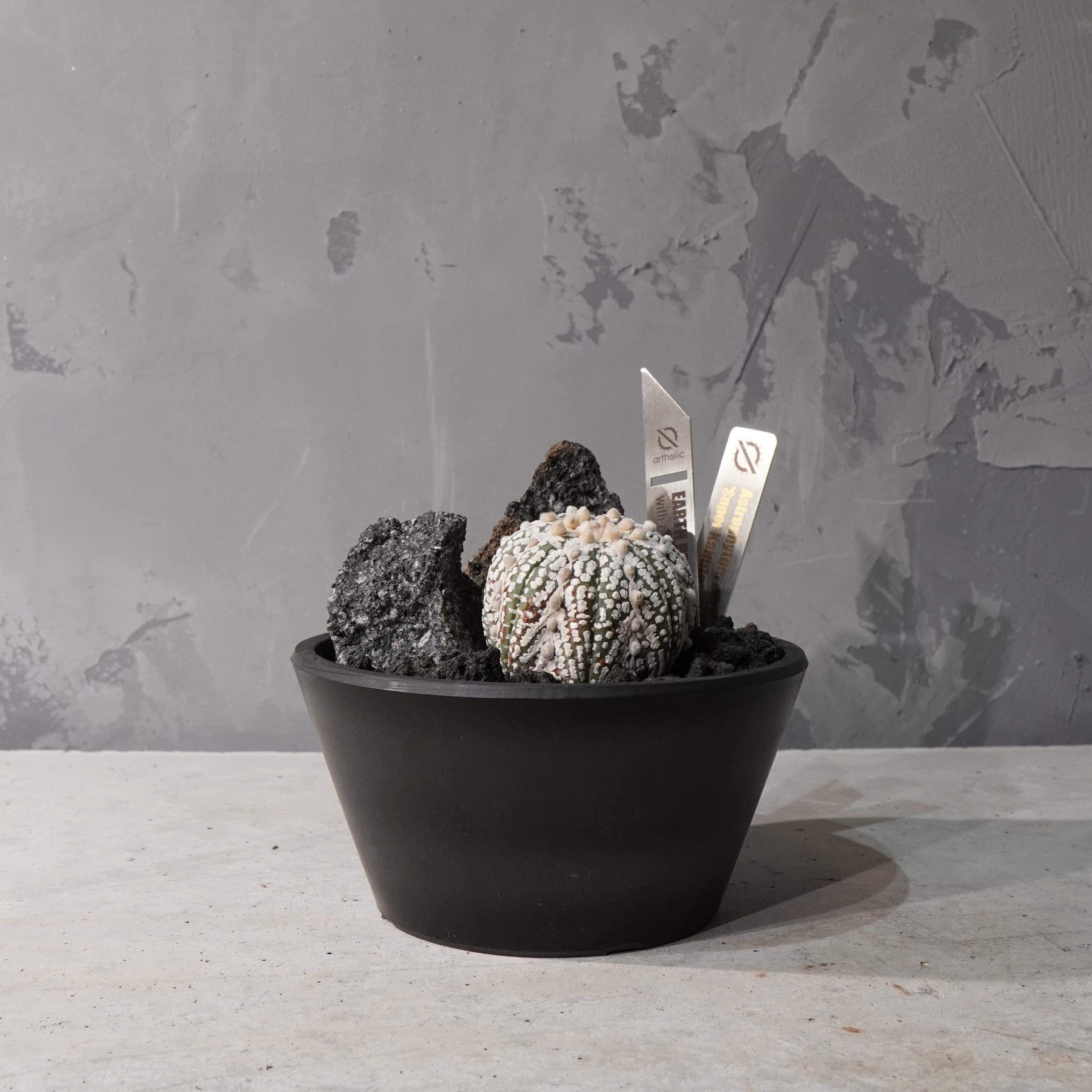 【HABITAT STYLE】アストロフィツムスーパー兜_Bizarre Plants/珍奇植物/ハビタットスタイル#artholic