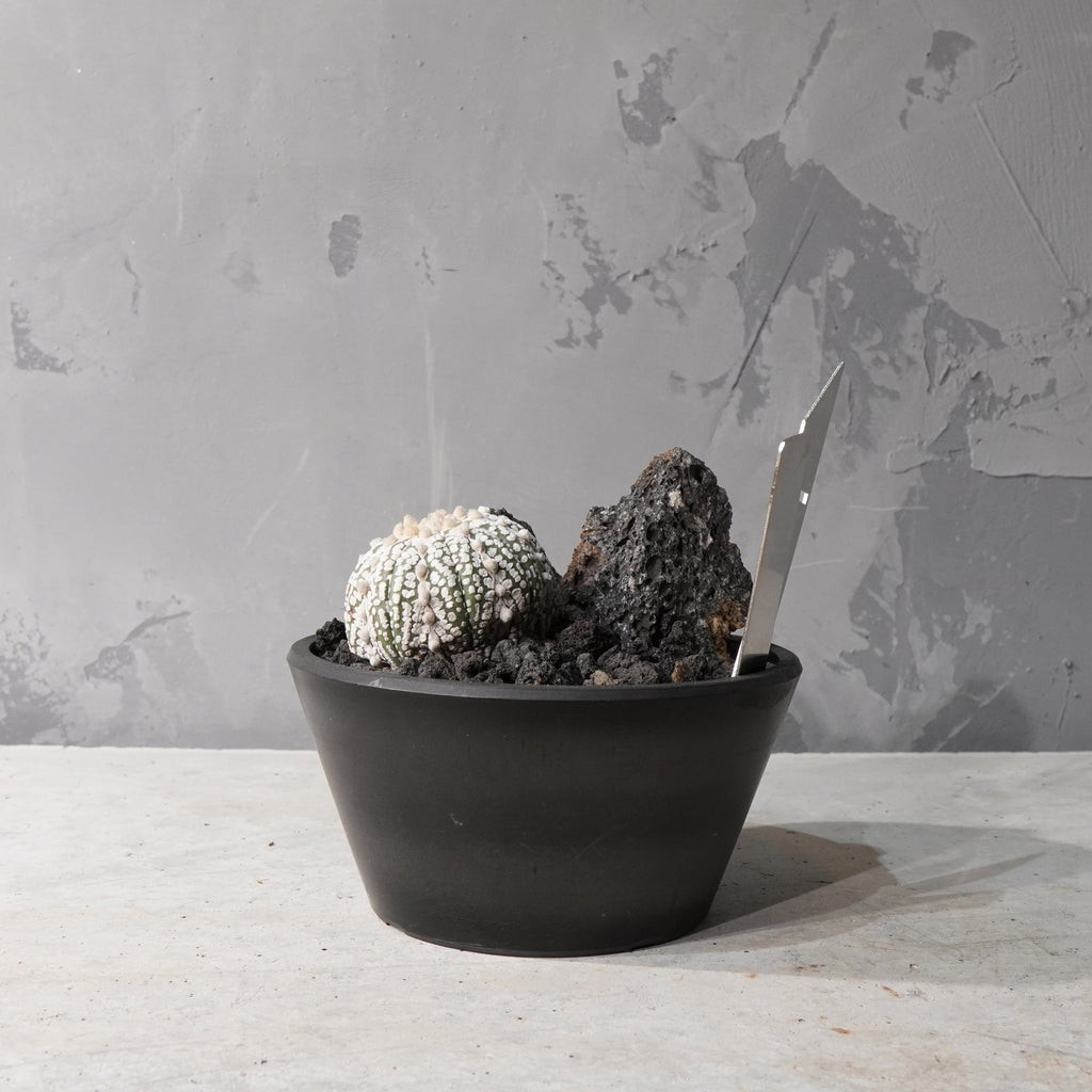 【HABITAT STYLE】アストロフィツムスーパー兜_Bizarre Plants/珍奇植物/ハビタットスタイル#artholic