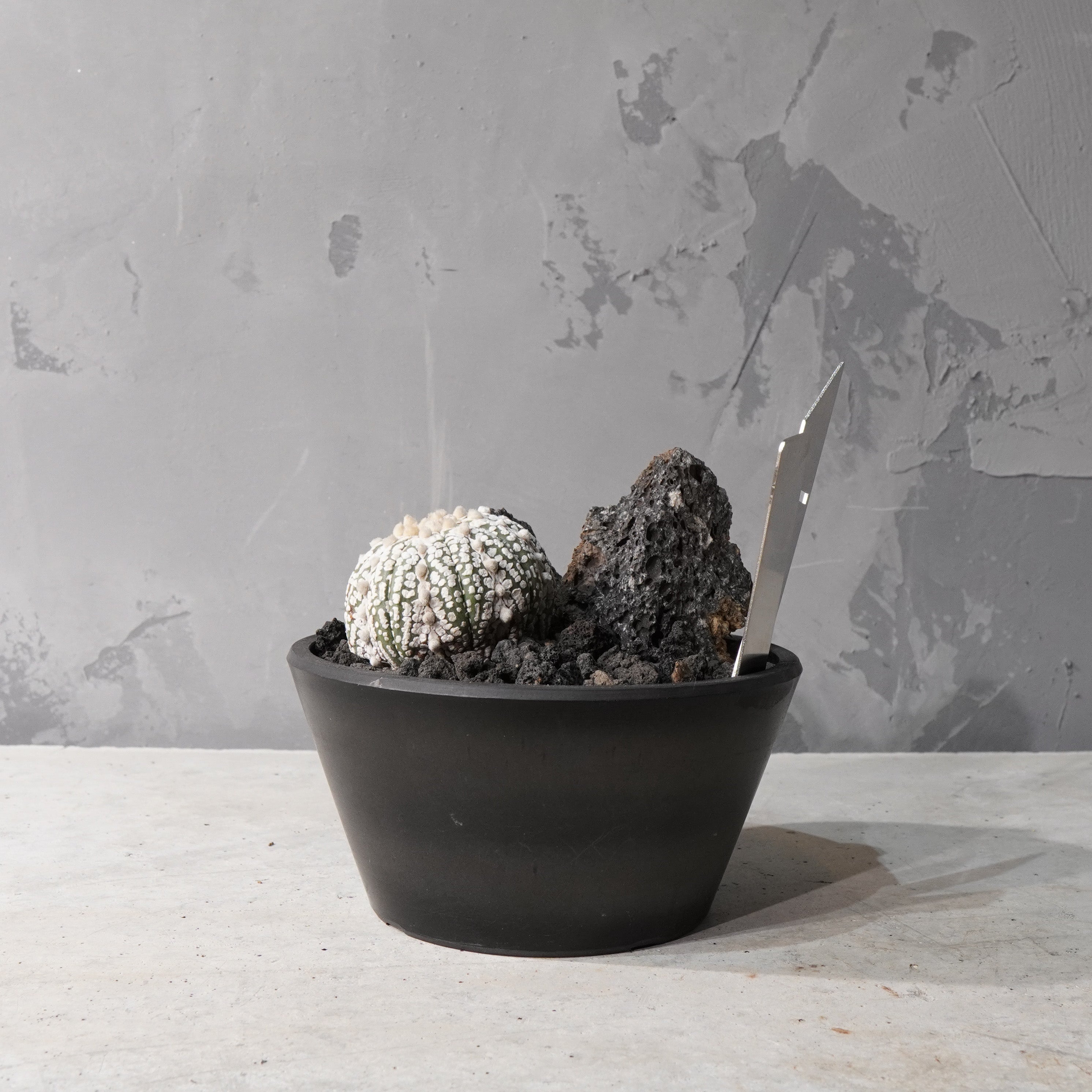 【HABITAT STYLE】アストロフィツムスーパー兜_Bizarre Plants/珍奇植物/ハビタットスタイル#artholic