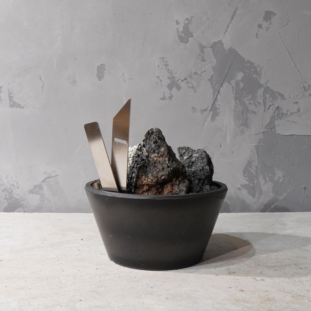 【HABITAT STYLE】アストロフィツムスーパー兜_Bizarre Plants/珍奇植物/ハビタットスタイル#artholic