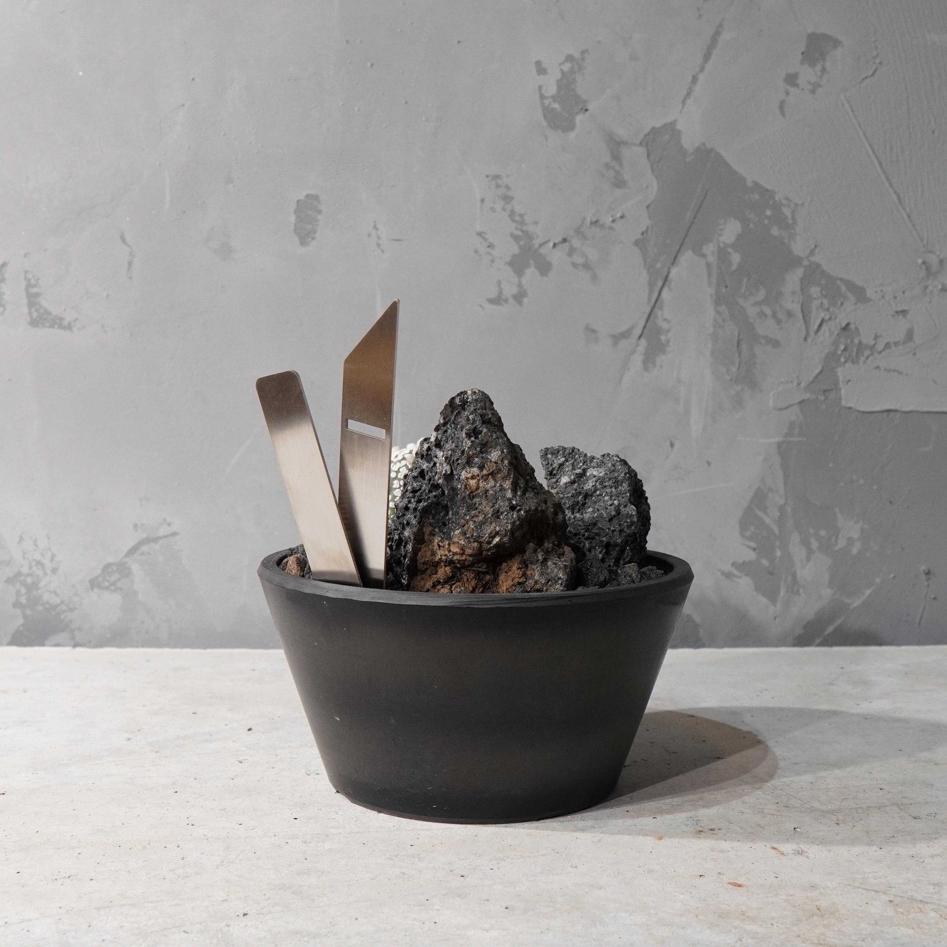 【HABITAT STYLE】アストロフィツムスーパー兜_Bizarre Plants/珍奇植物/ハビタットスタイル#artholic