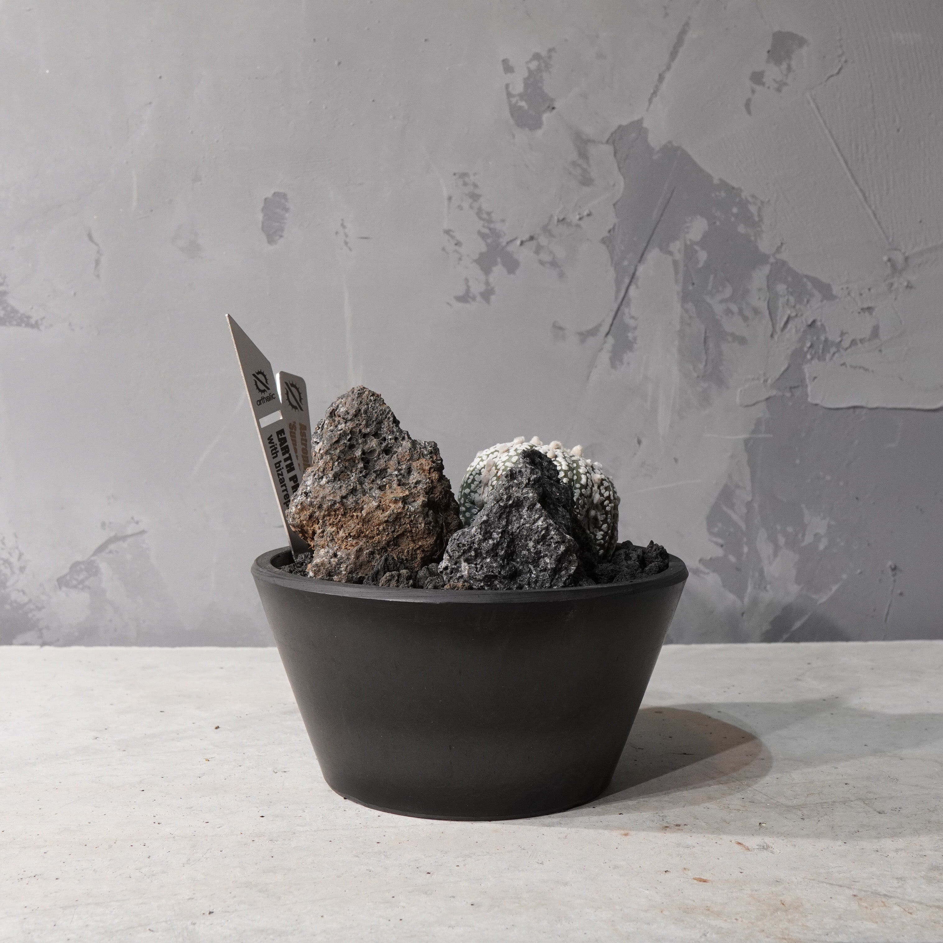 【HABITAT STYLE】アストロフィツムスーパー兜_Bizarre Plants/珍奇植物/ハビタットスタイル#artholic