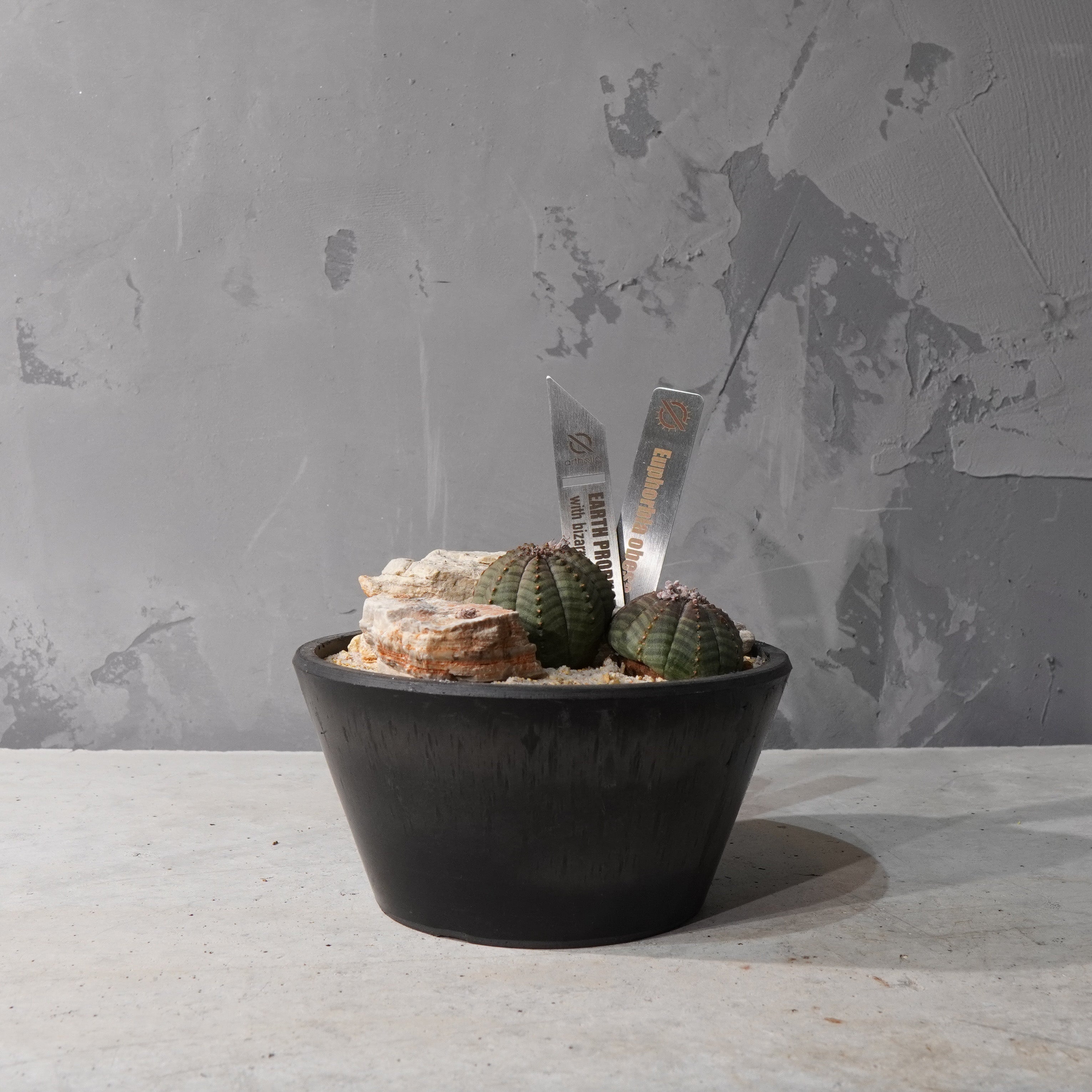 【HABITAT STYLE】ユーフォルビアオベサ_Bizarre Plants/珍奇植物/ハビタットスタイル#artholic