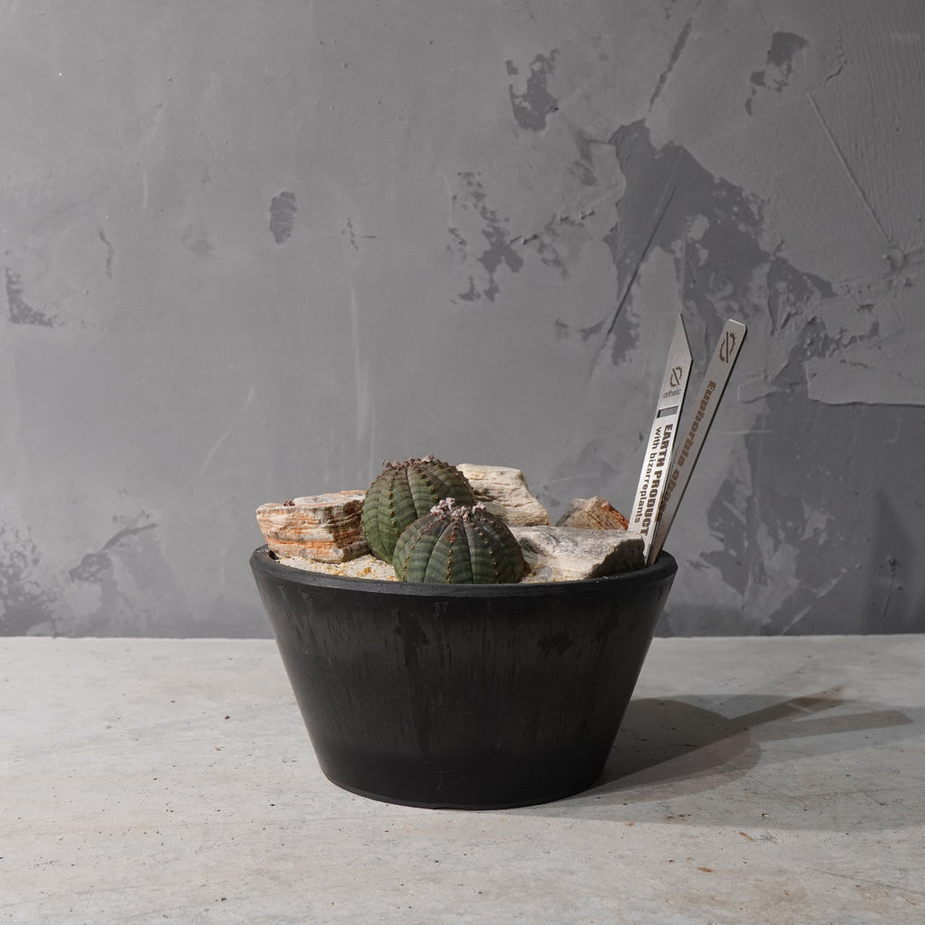 【HABITAT STYLE】ユーフォルビアオベサ_Bizarre Plants/珍奇植物/ハビタットスタイル#artholic