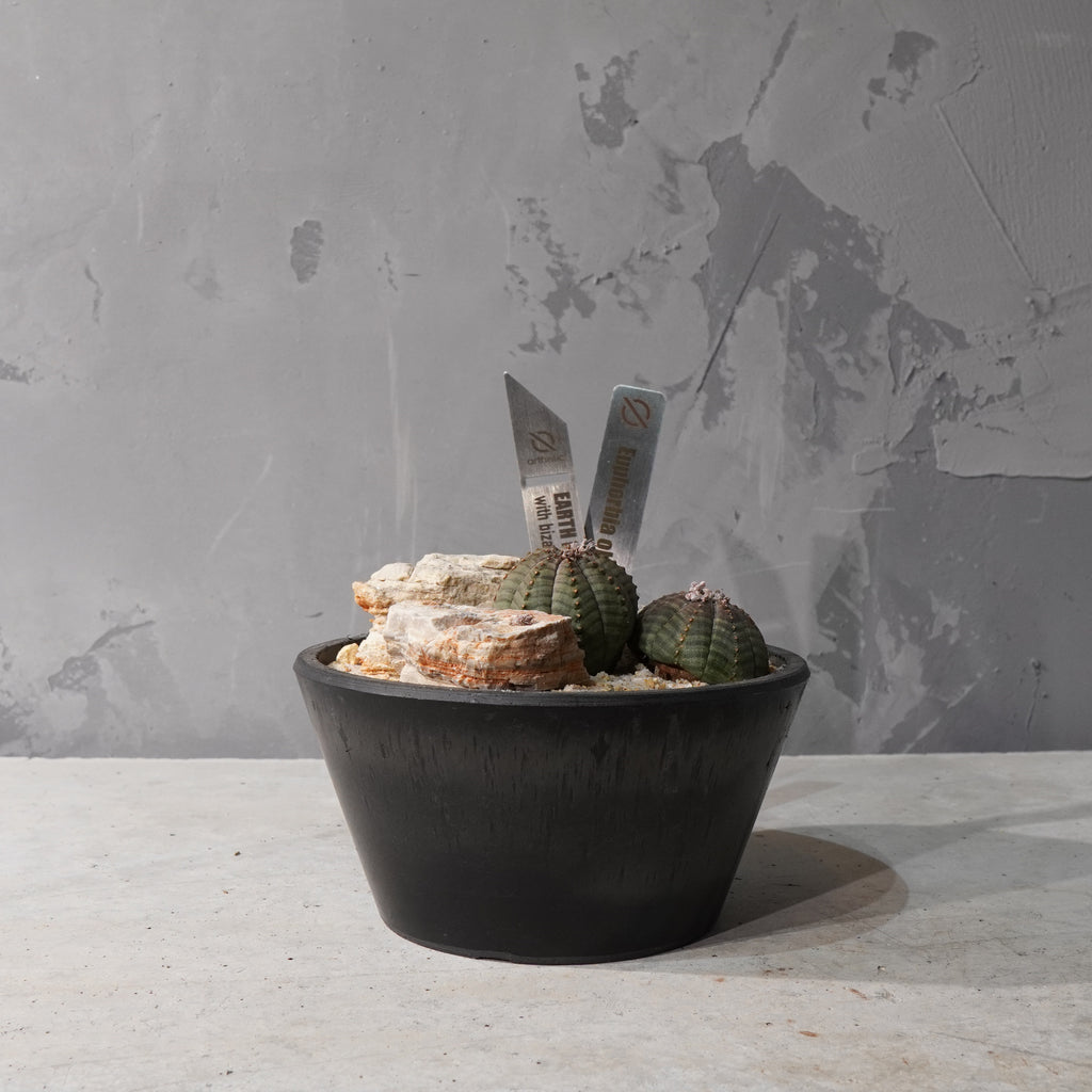 【HABITAT STYLE】ユーフォルビアオベサ_Bizarre Plants/珍奇植物/ハビタットスタイル#artholic