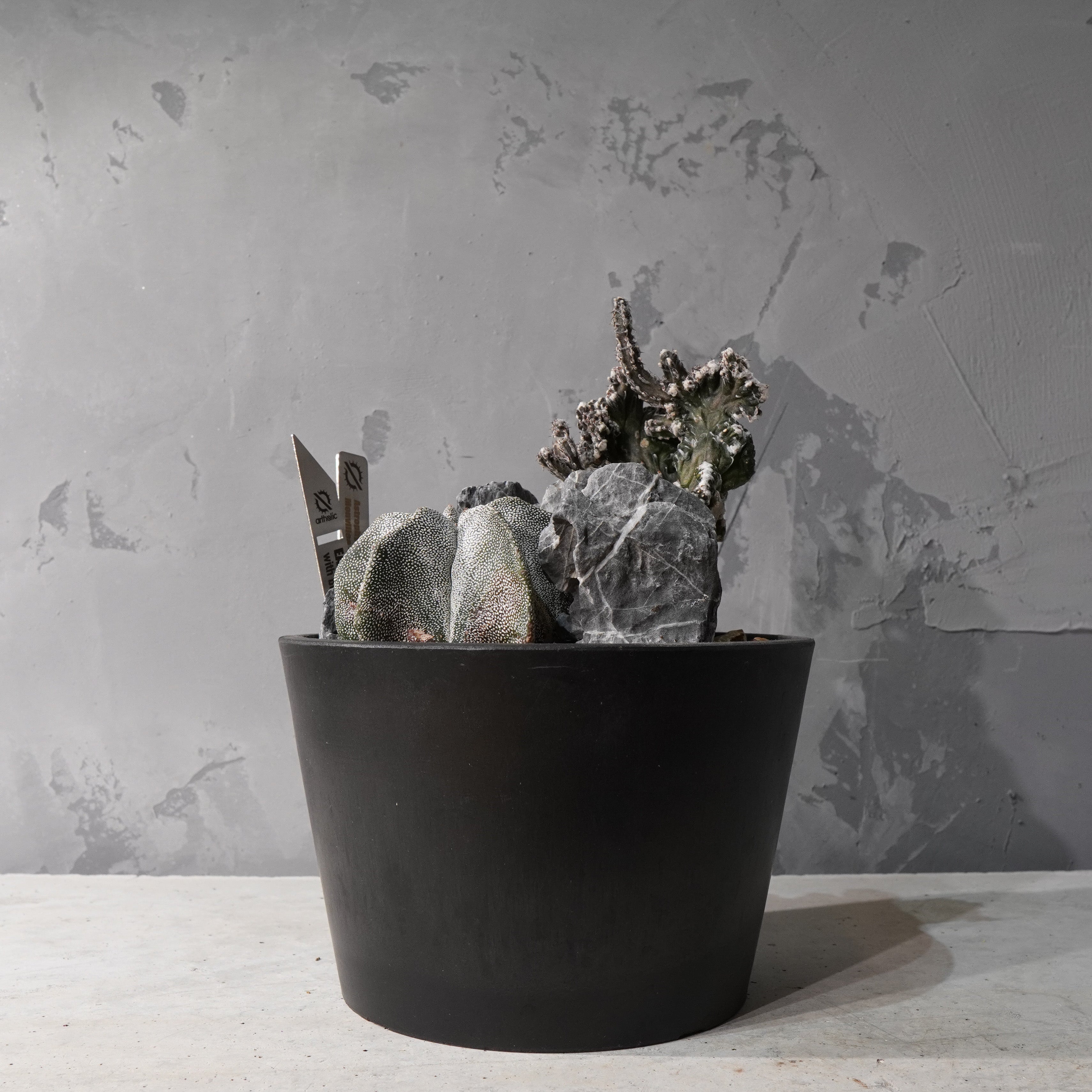 【HABITAT STYLE】アストロフィツム恩塚鸞鳳玉/残雪の峰_Bizarre Plants/珍奇植物/ハビタットスタイル#artholic