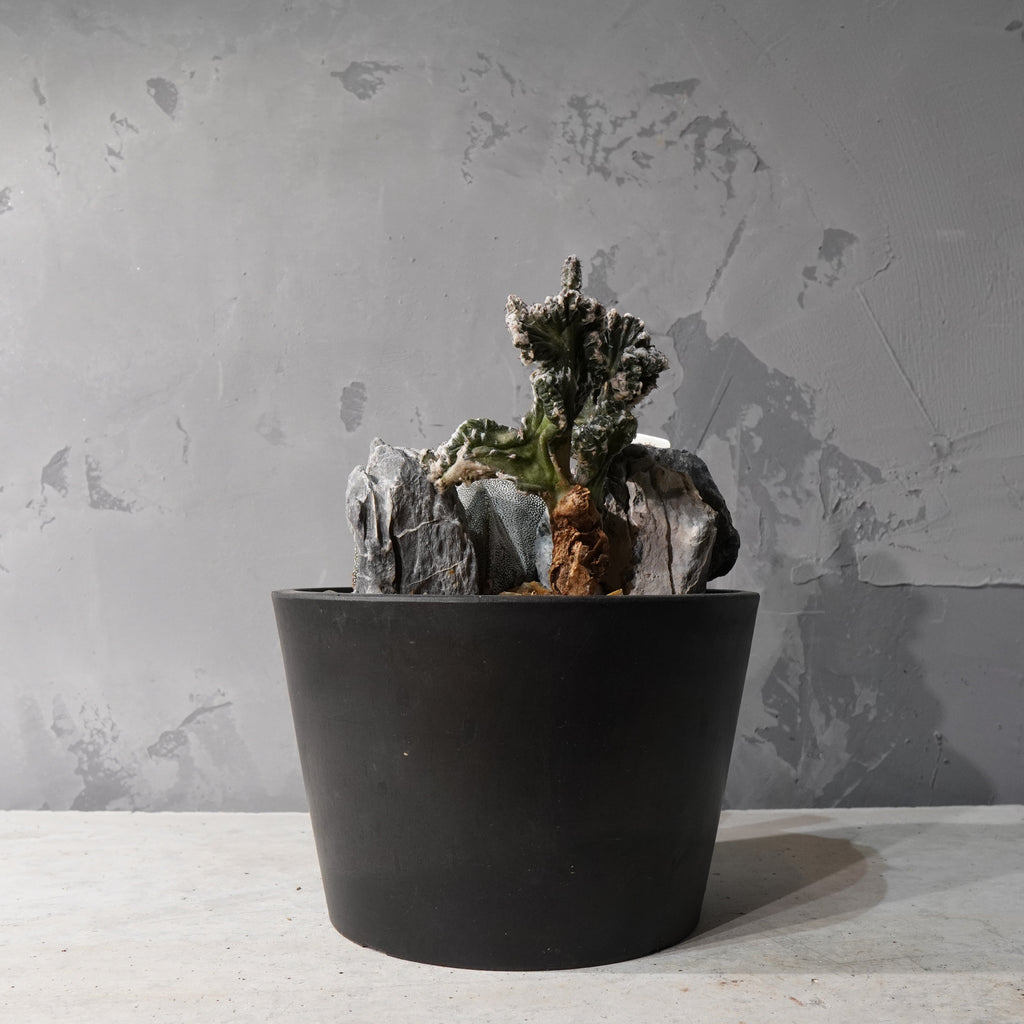 【HABITAT STYLE】アストロフィツム恩塚鸞鳳玉/残雪の峰_Bizarre Plants/珍奇植物/ハビタットスタイル#artholic