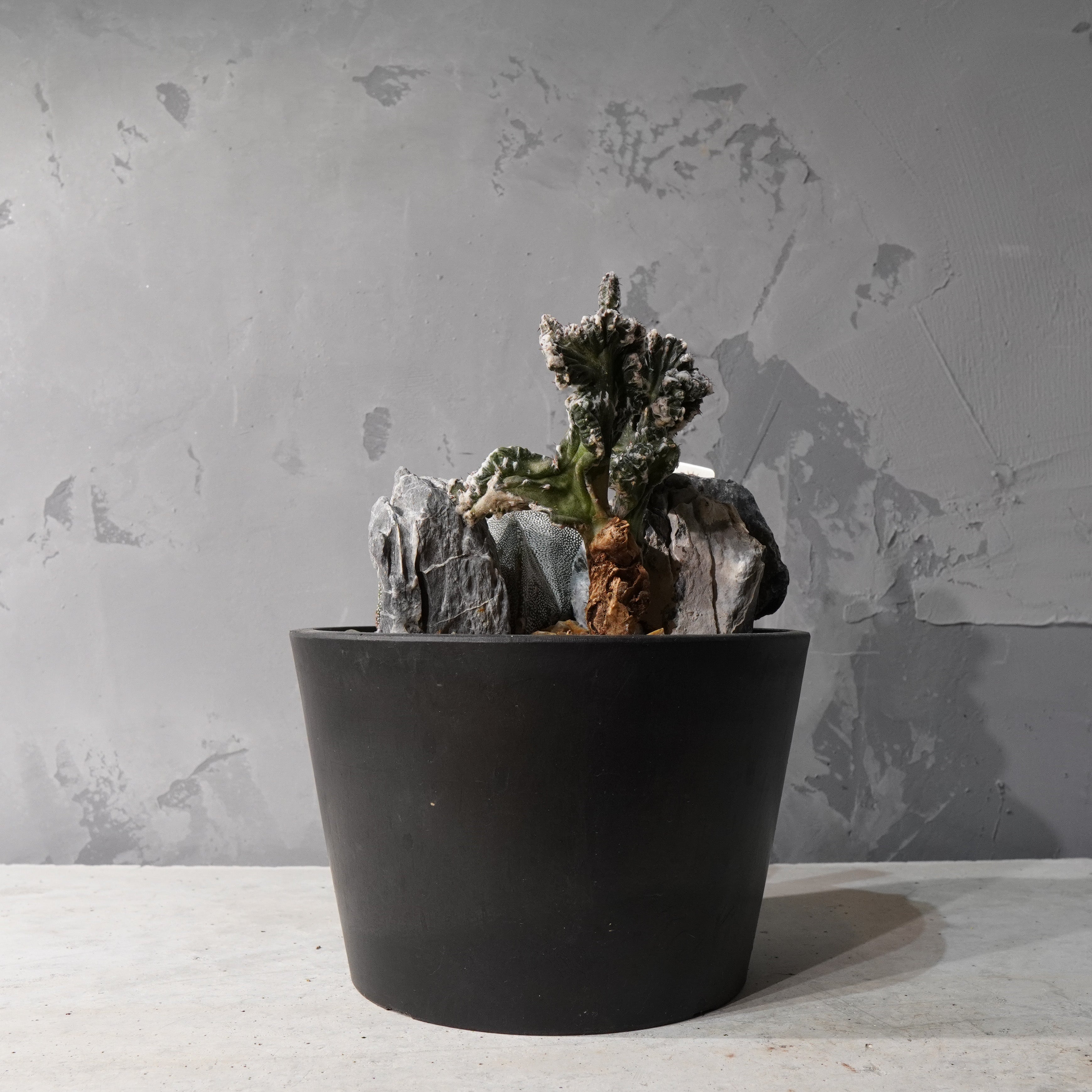 【HABITAT STYLE】アストロフィツム恩塚鸞鳳玉/残雪の峰_Bizarre Plants/珍奇植物/ハビタットスタイル#artholic