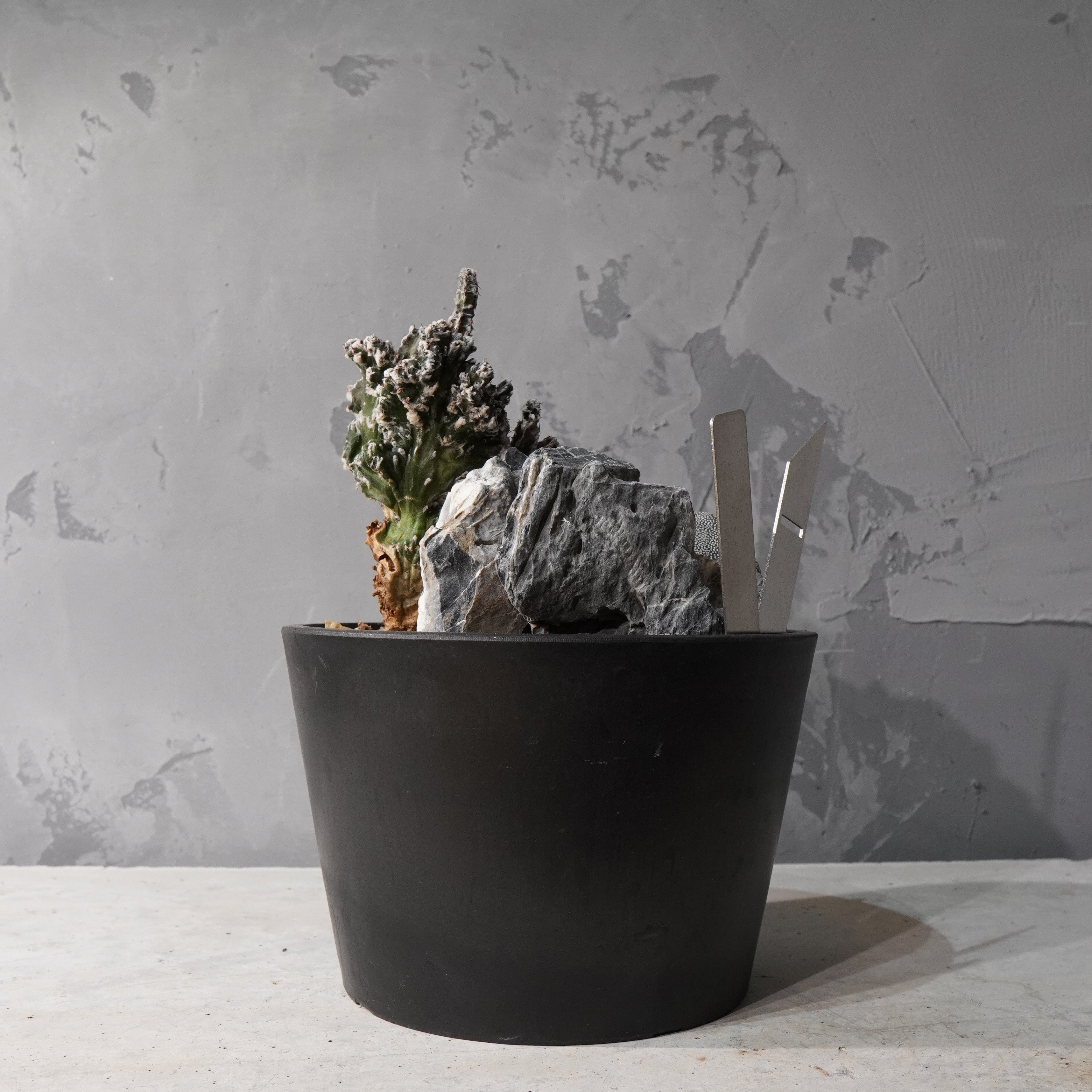 【HABITAT STYLE】アストロフィツム恩塚鸞鳳玉/残雪の峰_Bizarre Plants/珍奇植物/ハビタットスタイル#artholic