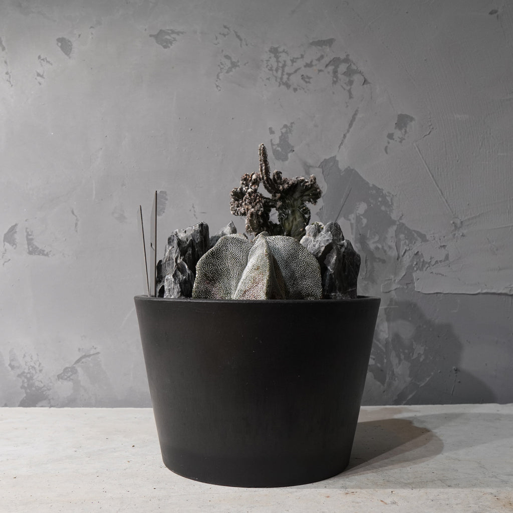 【HABITAT STYLE】アストロフィツム恩塚鸞鳳玉/残雪の峰_Bizarre Plants/珍奇植物/ハビタットスタイル#artholic