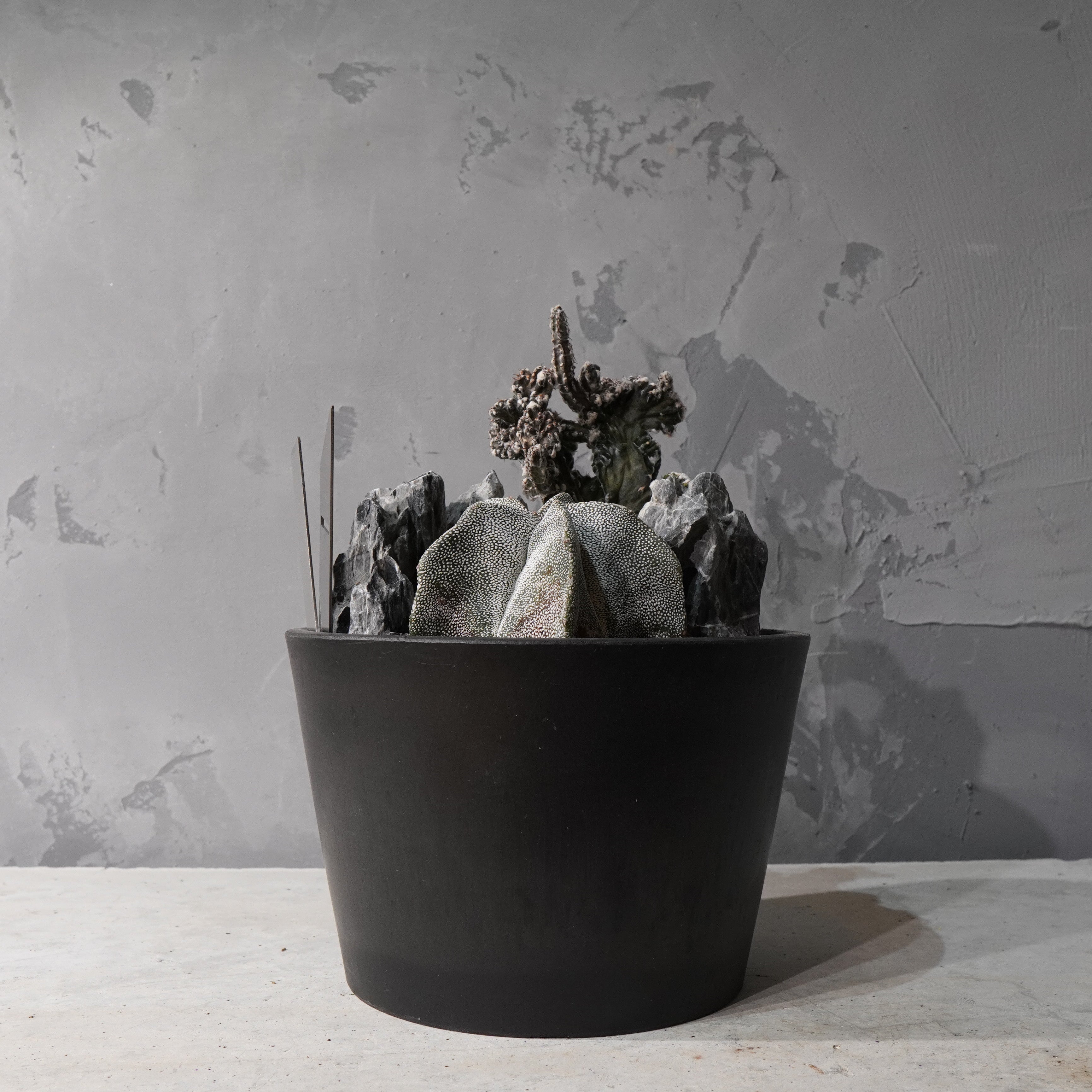 【HABITAT STYLE】アストロフィツム恩塚鸞鳳玉/残雪の峰_Bizarre Plants/珍奇植物/ハビタットスタイル#artholic