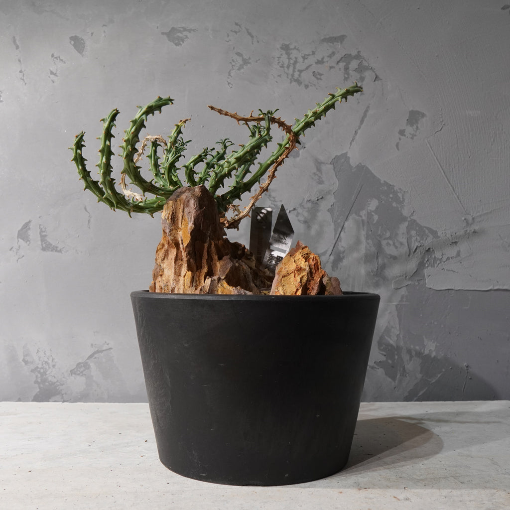【HABITAT STYLE】ユーフォルビアツベルクラータ_Bizarre Plants/珍奇植物/ハビタットスタイル#artholic
