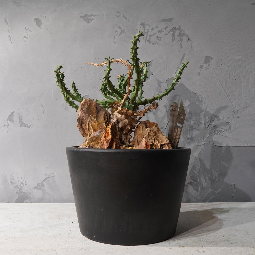 【HABITAT STYLE】ユーフォルビアツベルクラータ_Bizarre Plants/珍奇植物/ハビタットスタイル#artholic
