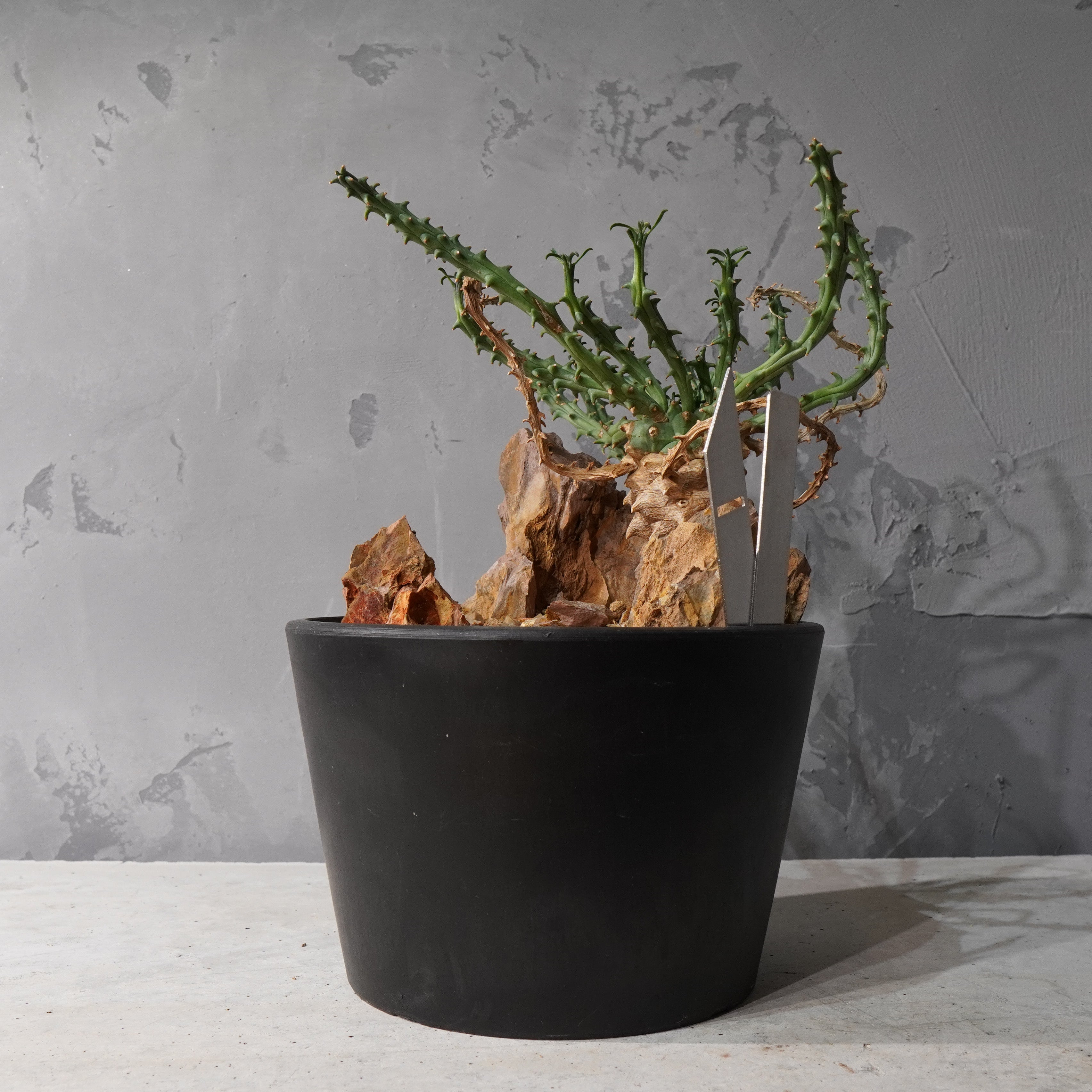 【HABITAT STYLE】ユーフォルビアツベルクラータ_Bizarre Plants/珍奇植物/ハビタットスタイル#artholic