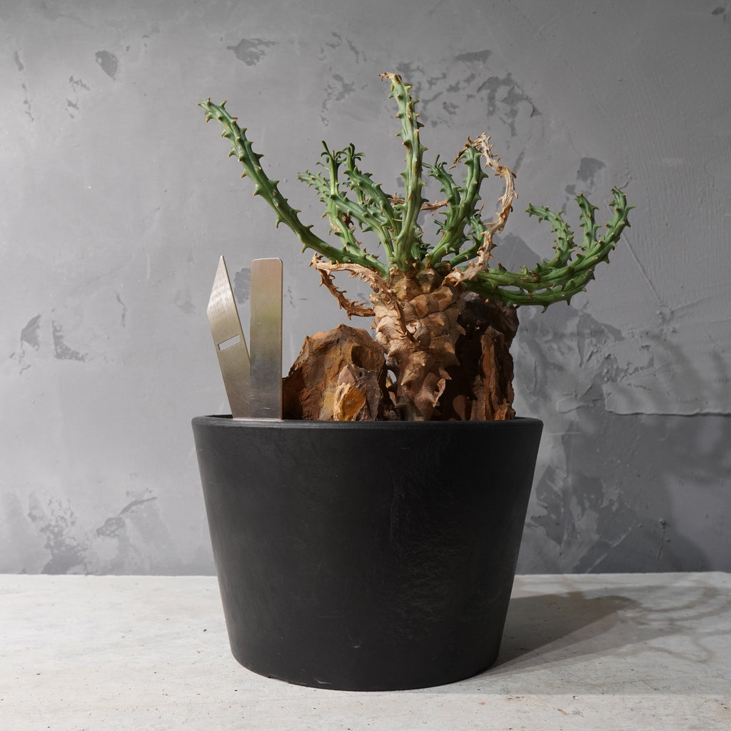 【HABITAT STYLE】ユーフォルビアツベルクラータ_Bizarre Plants/珍奇植物/ハビタットスタイル#artholic