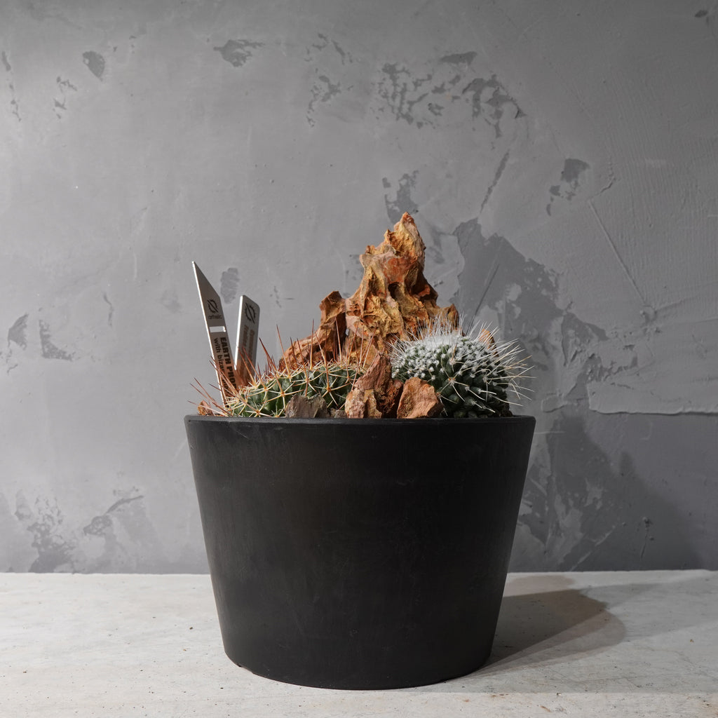 【HABITAT STYLE】フェロカクタス_Bizarre Plants/珍奇植物/ハビタットスタイル#artholic