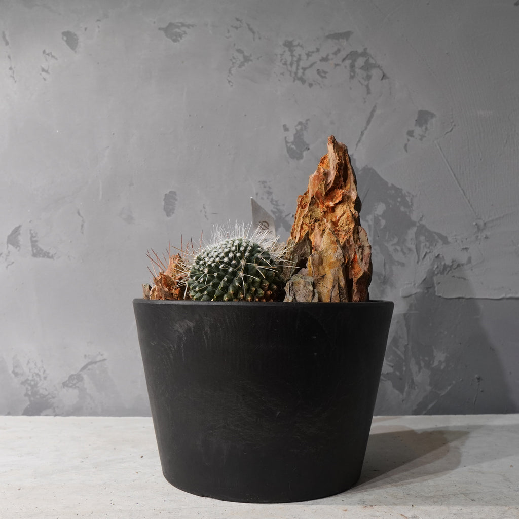 【HABITAT STYLE】フェロカクタス_Bizarre Plants/珍奇植物/ハビタットスタイル#artholic