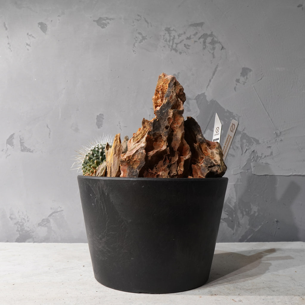 【HABITAT STYLE】フェロカクタス_Bizarre Plants/珍奇植物/ハビタットスタイル#artholic