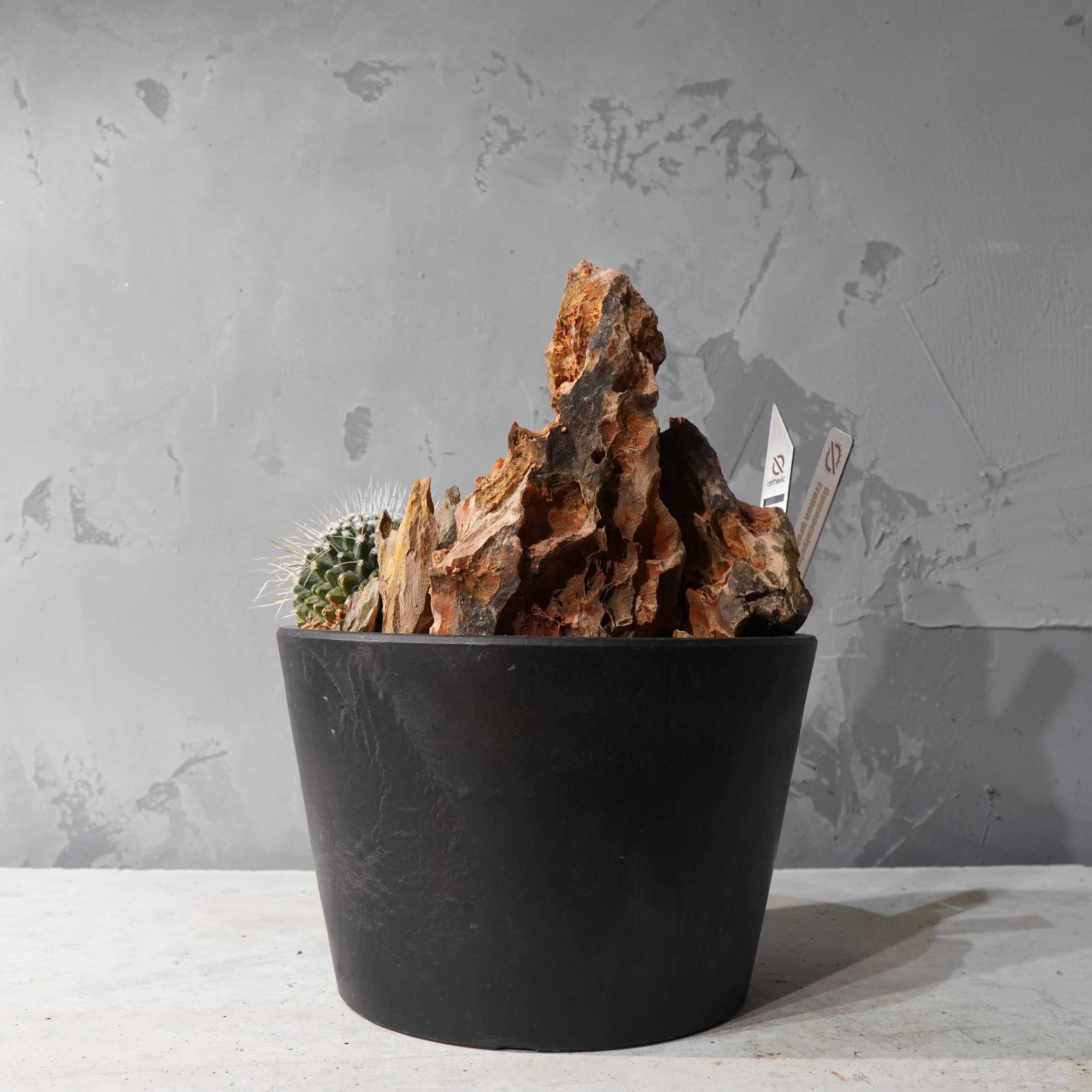 【HABITAT STYLE】フェロカクタス_Bizarre Plants/珍奇植物/ハビタットスタイル#artholic