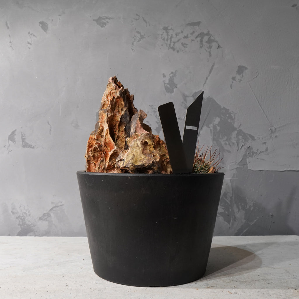 【HABITAT STYLE】フェロカクタス_Bizarre Plants/珍奇植物/ハビタットスタイル#artholic