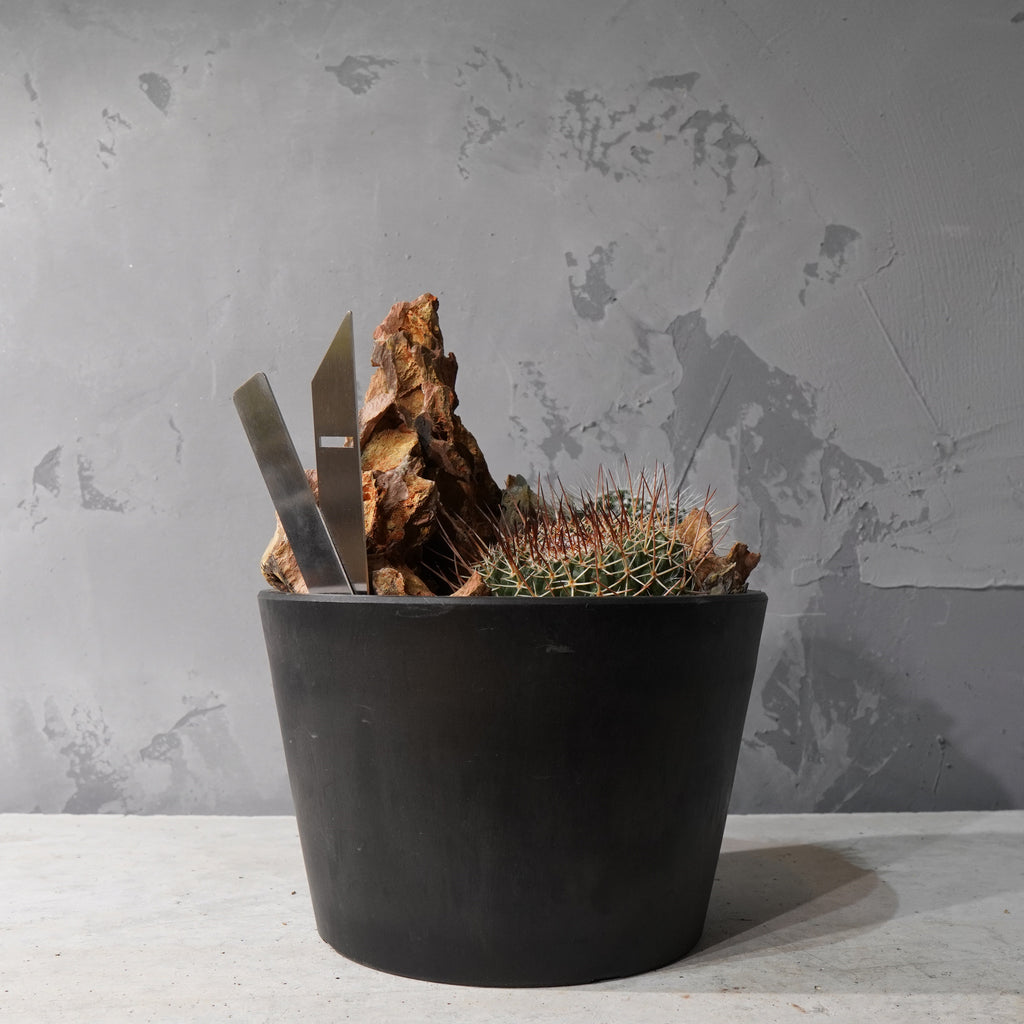 【HABITAT STYLE】フェロカクタス_Bizarre Plants/珍奇植物/ハビタットスタイル#artholic