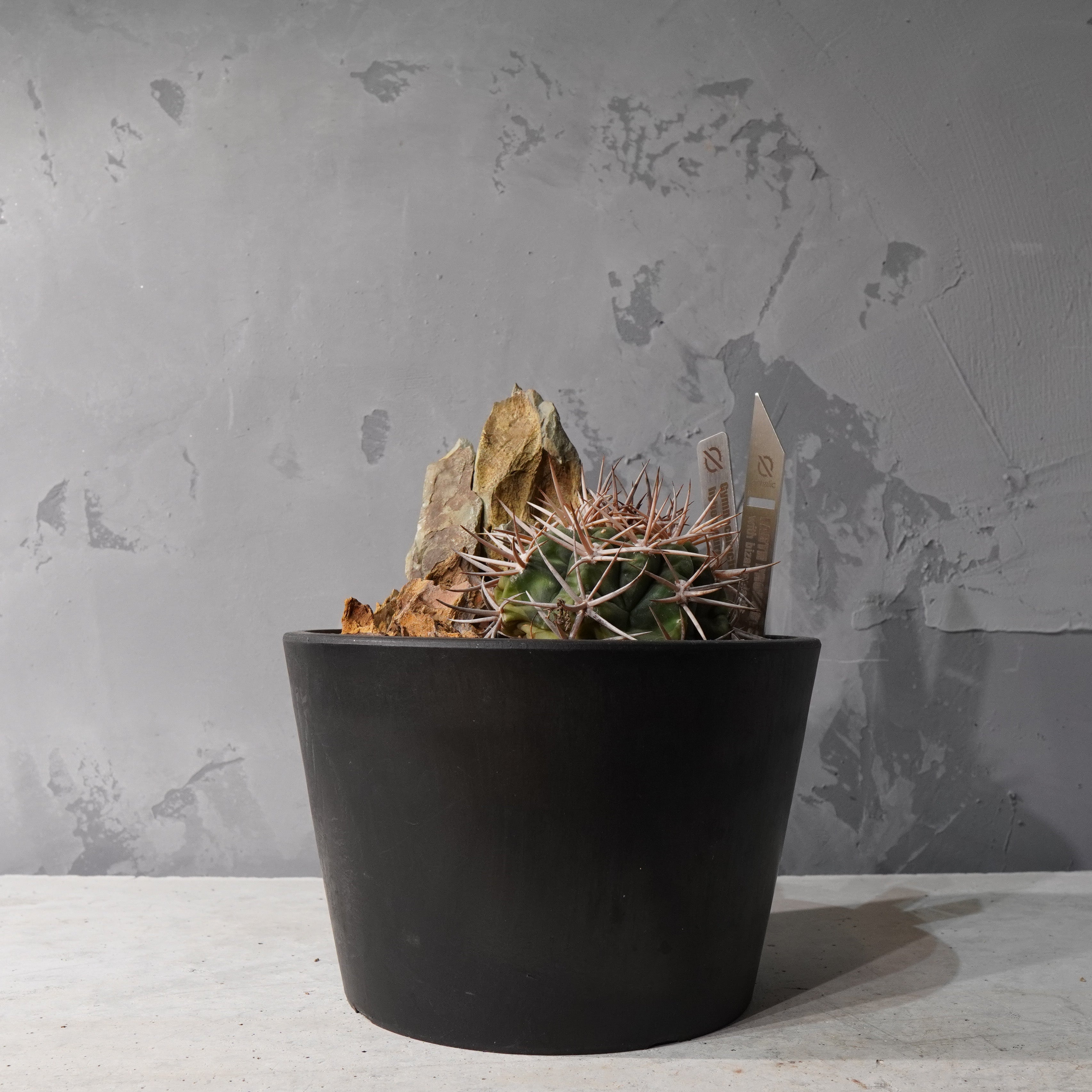 【HABITAT STYLE】ギムノカリキウムフェロシオール_Bizarre Plants/珍奇植物/ハビタットスタイル#artholic