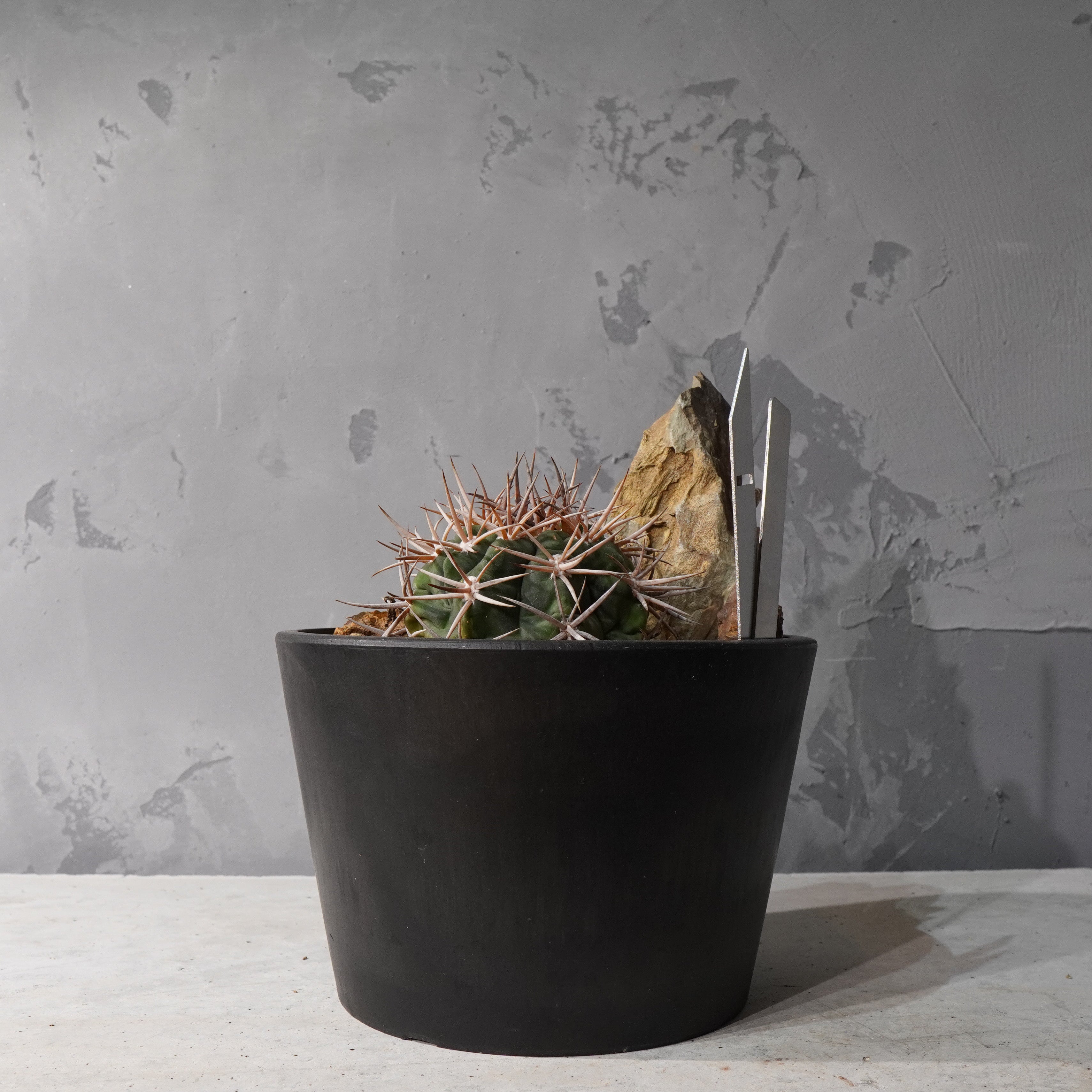 【HABITAT STYLE】ギムノカリキウムフェロシオール_Bizarre Plants/珍奇植物/ハビタットスタイル#artholic