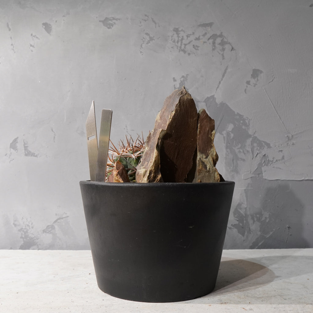 【HABITAT STYLE】ギムノカリキウムフェロシオール_Bizarre Plants/珍奇植物/ハビタットスタイル#artholic