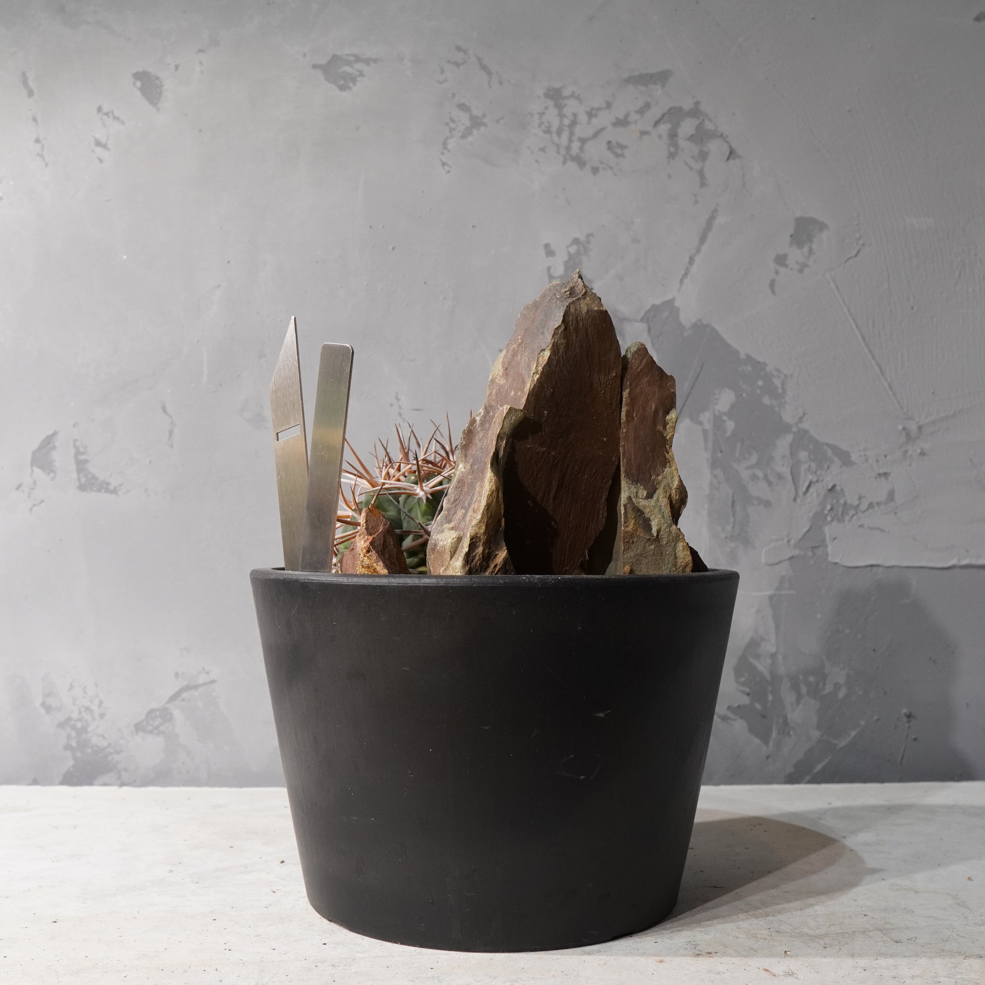 【HABITAT STYLE】ギムノカリキウムフェロシオール_Bizarre Plants/珍奇植物/ハビタットスタイル#artholic