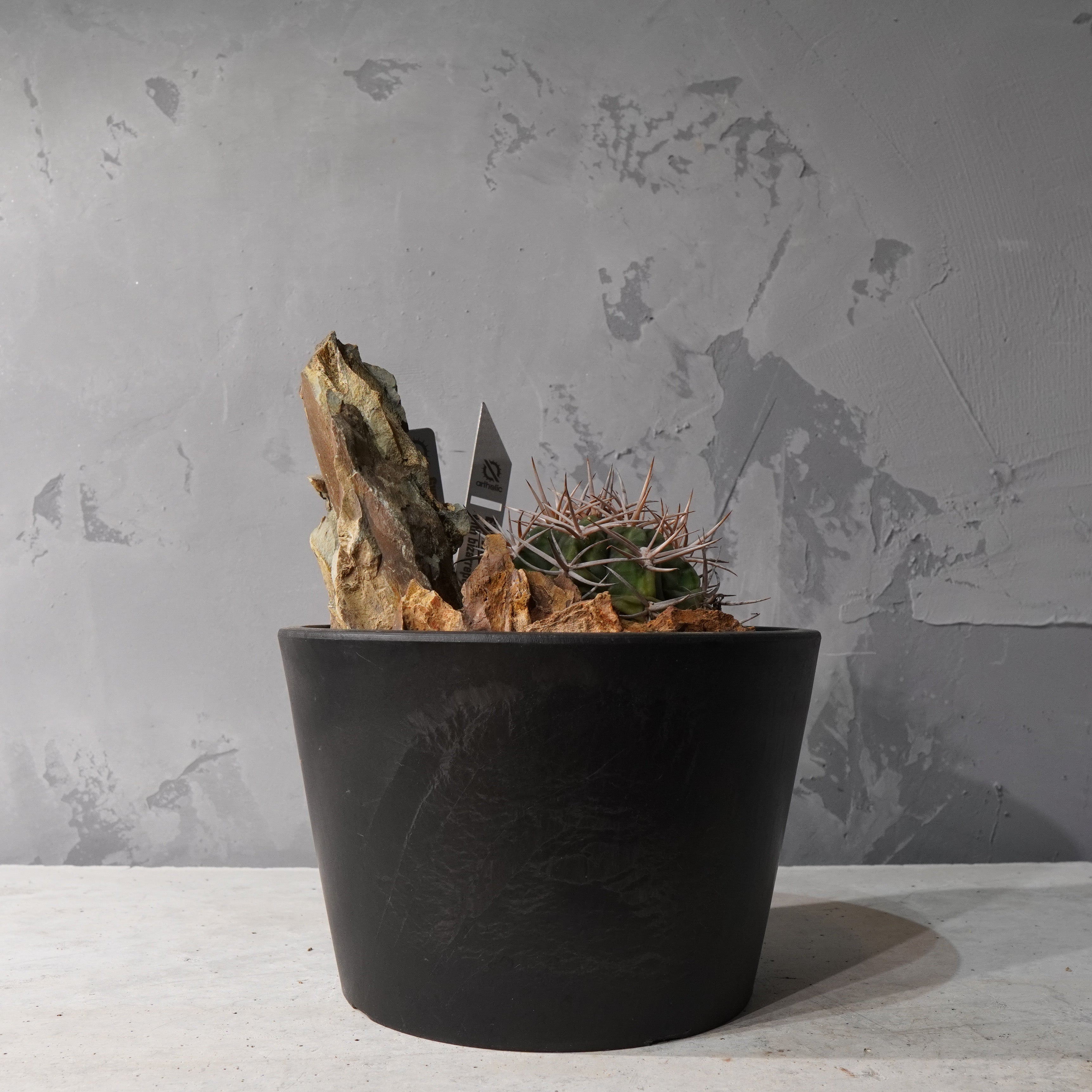 【HABITAT STYLE】ギムノカリキウムフェロシオール_Bizarre Plants/珍奇植物/ハビタットスタイル#artholic