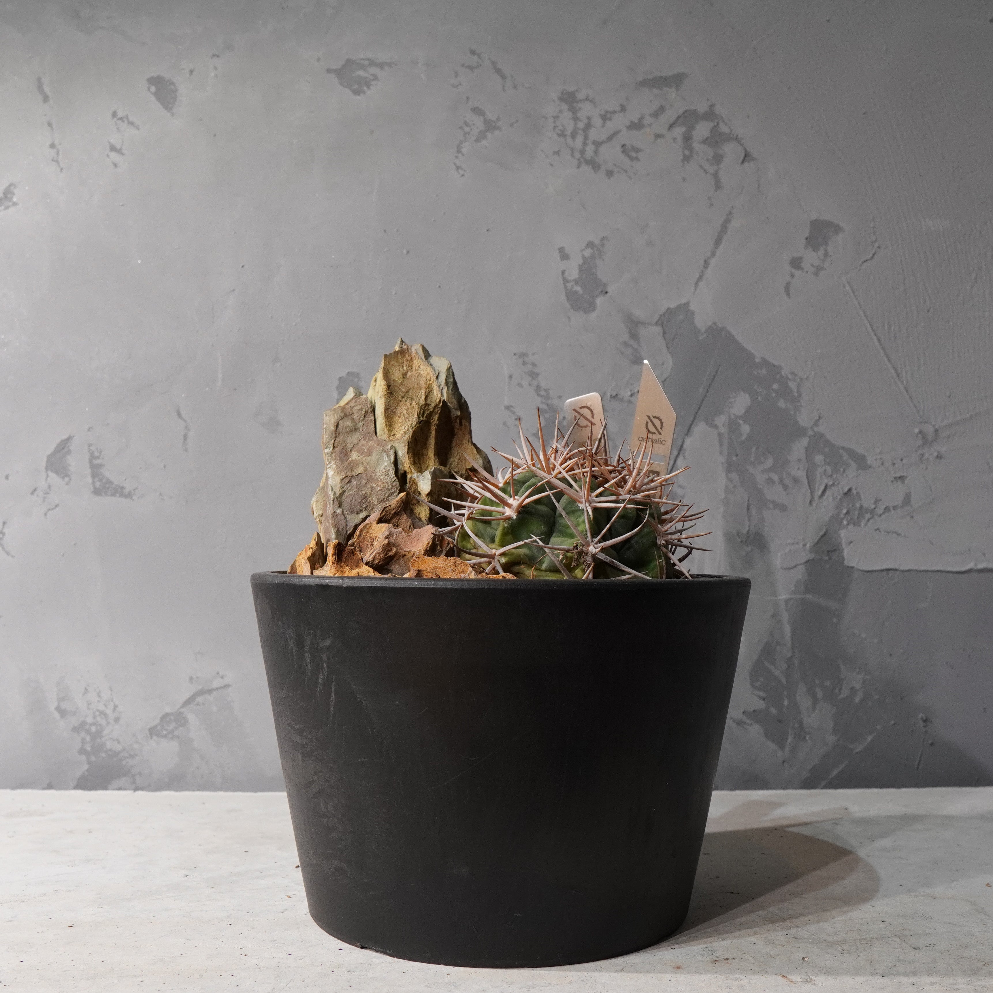 【HABITAT STYLE】ギムノカリキウムフェロシオール_Bizarre Plants/珍奇植物/ハビタットスタイル#artholic