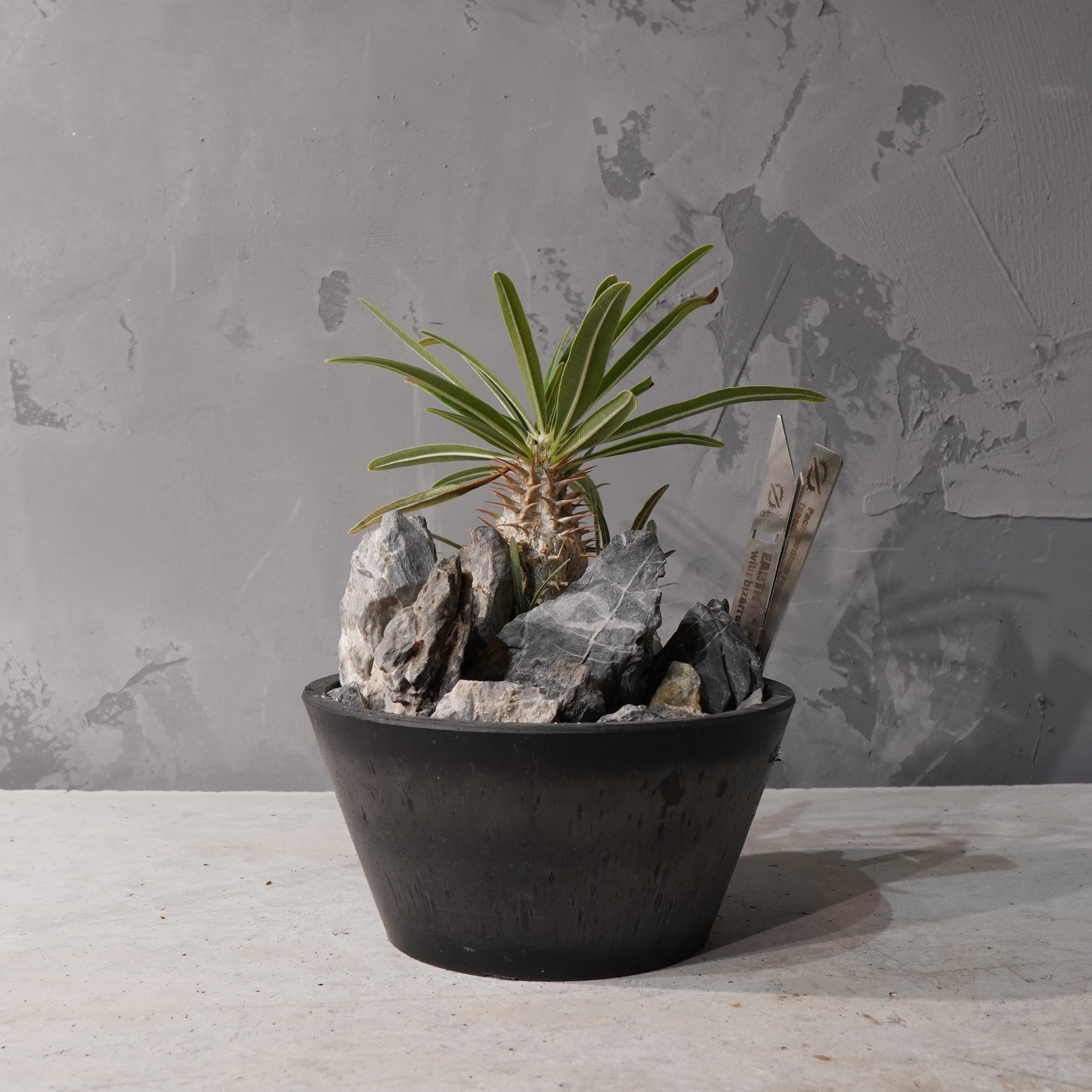 【HABITAT STYLE】パキポディウムグラキリス(実生)_Bizarre Plants/珍奇植物/ハビタットスタイル#artholic