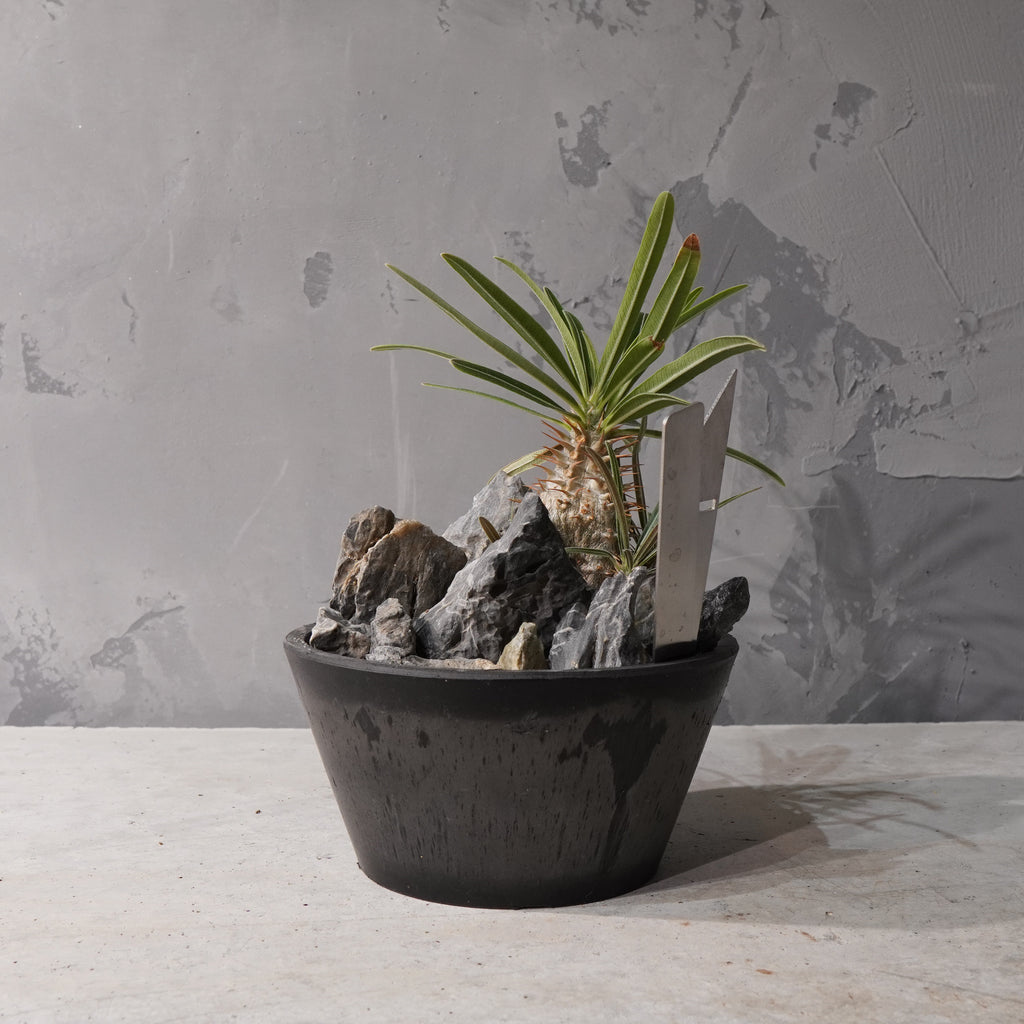 【HABITAT STYLE】パキポディウムグラキリス(実生)_Bizarre Plants/珍奇植物/ハビタットスタイル#artholic