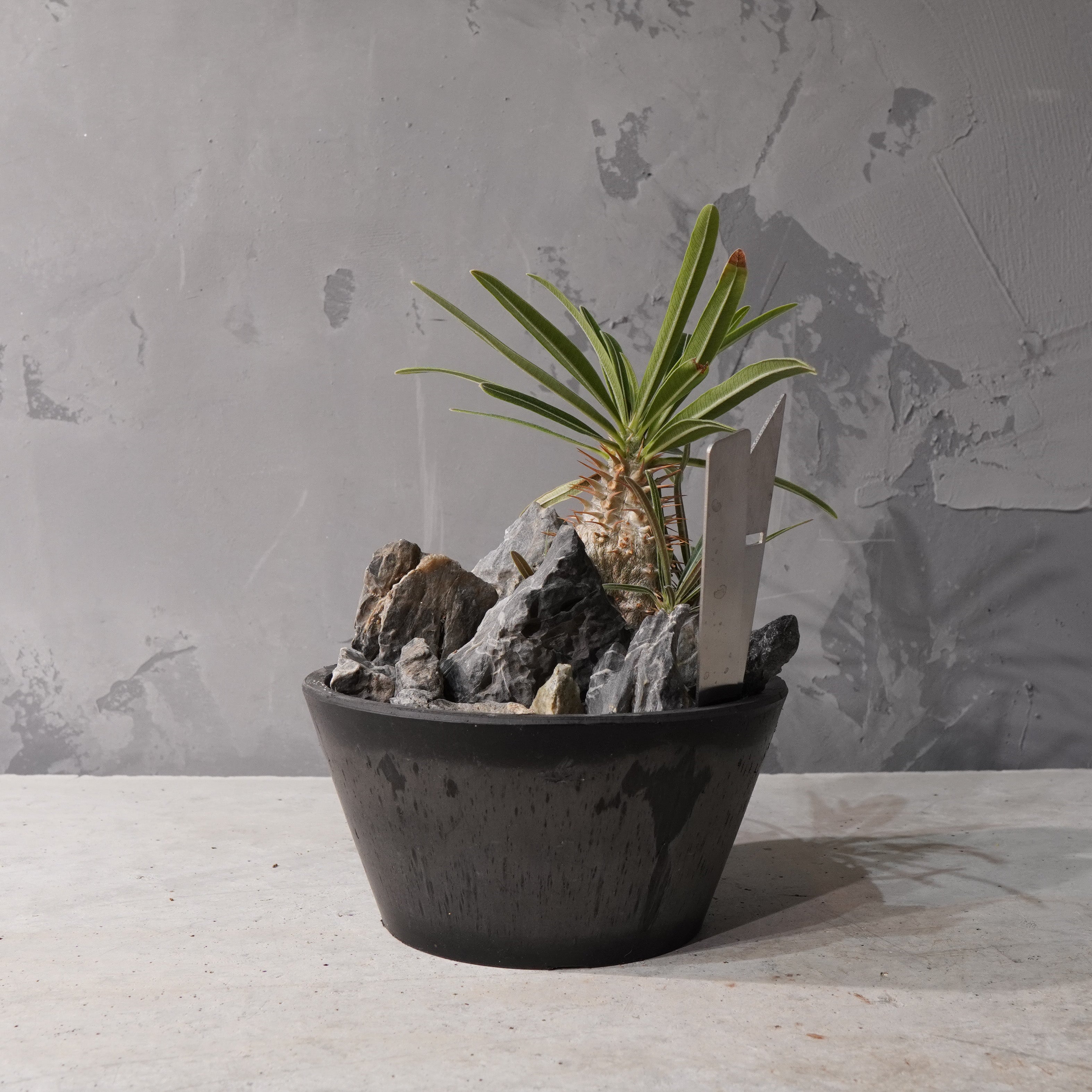 【HABITAT STYLE】パキポディウムグラキリス(実生)_Bizarre Plants/珍奇植物/ハビタットスタイル#artholic