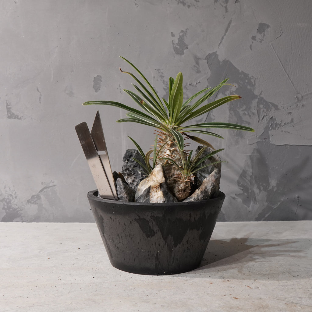 【HABITAT STYLE】パキポディウムグラキリス(実生)_Bizarre Plants/珍奇植物/ハビタットスタイル#artholic