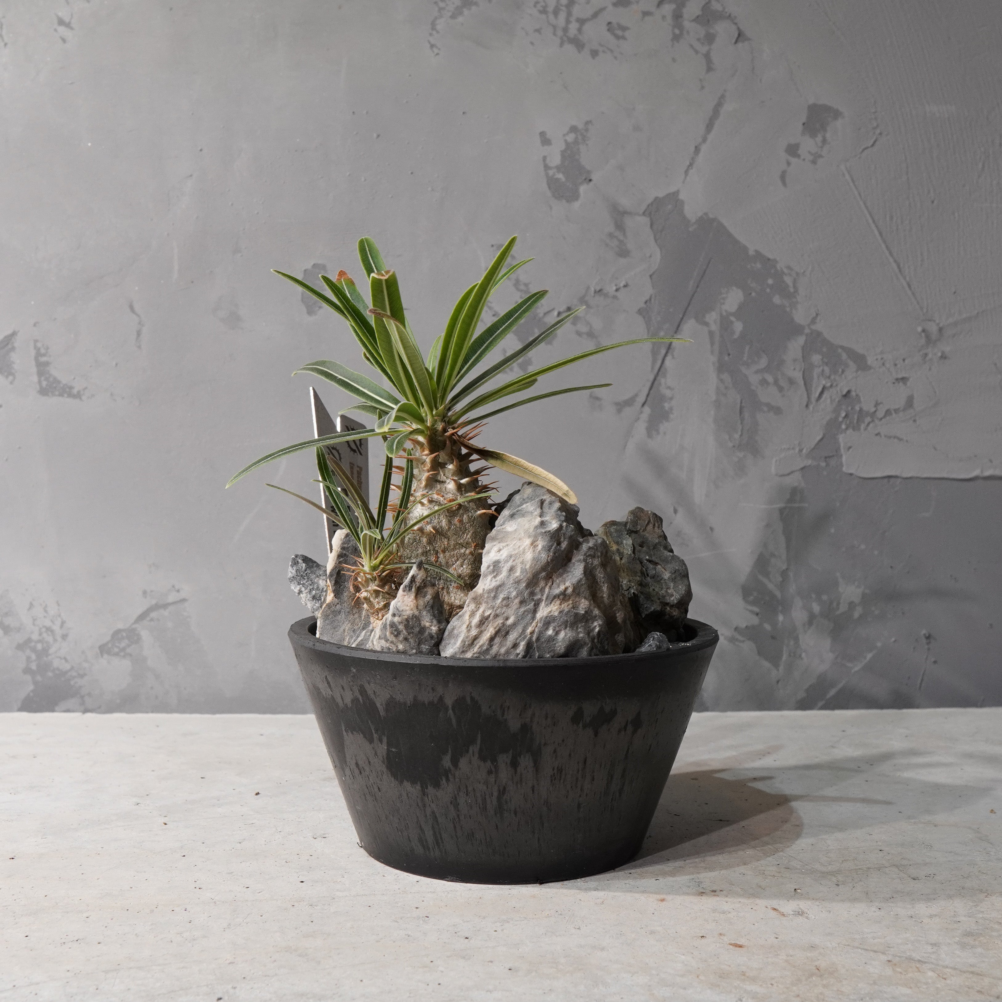 【HABITAT STYLE】パキポディウムグラキリス(実生)_Bizarre Plants/珍奇植物/ハビタットスタイル#artholic