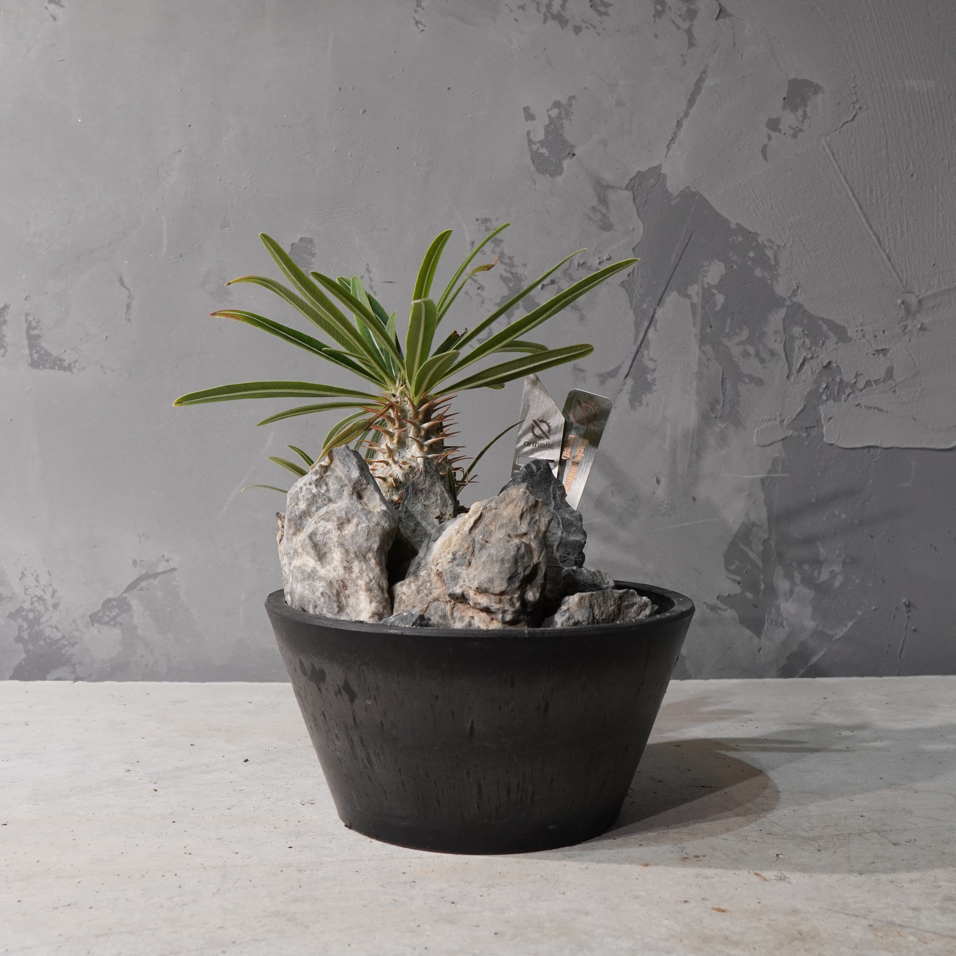 【HABITAT STYLE】パキポディウムグラキリス(実生)_Bizarre Plants/珍奇植物/ハビタットスタイル#artholic