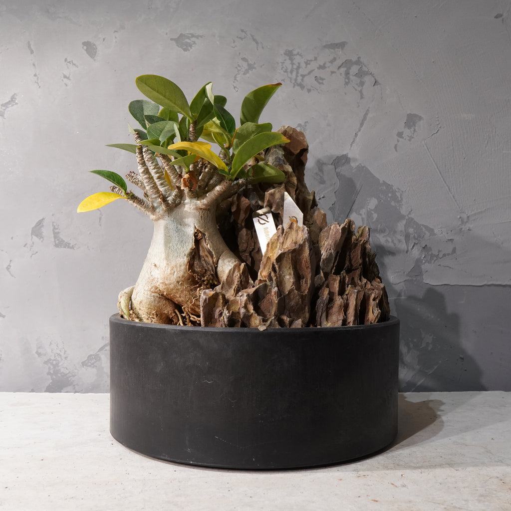 【HABITAT STYLE】アデニウム・オベスム_Bizarre Plants/珍奇植物/ハビタットスタイル#artholic