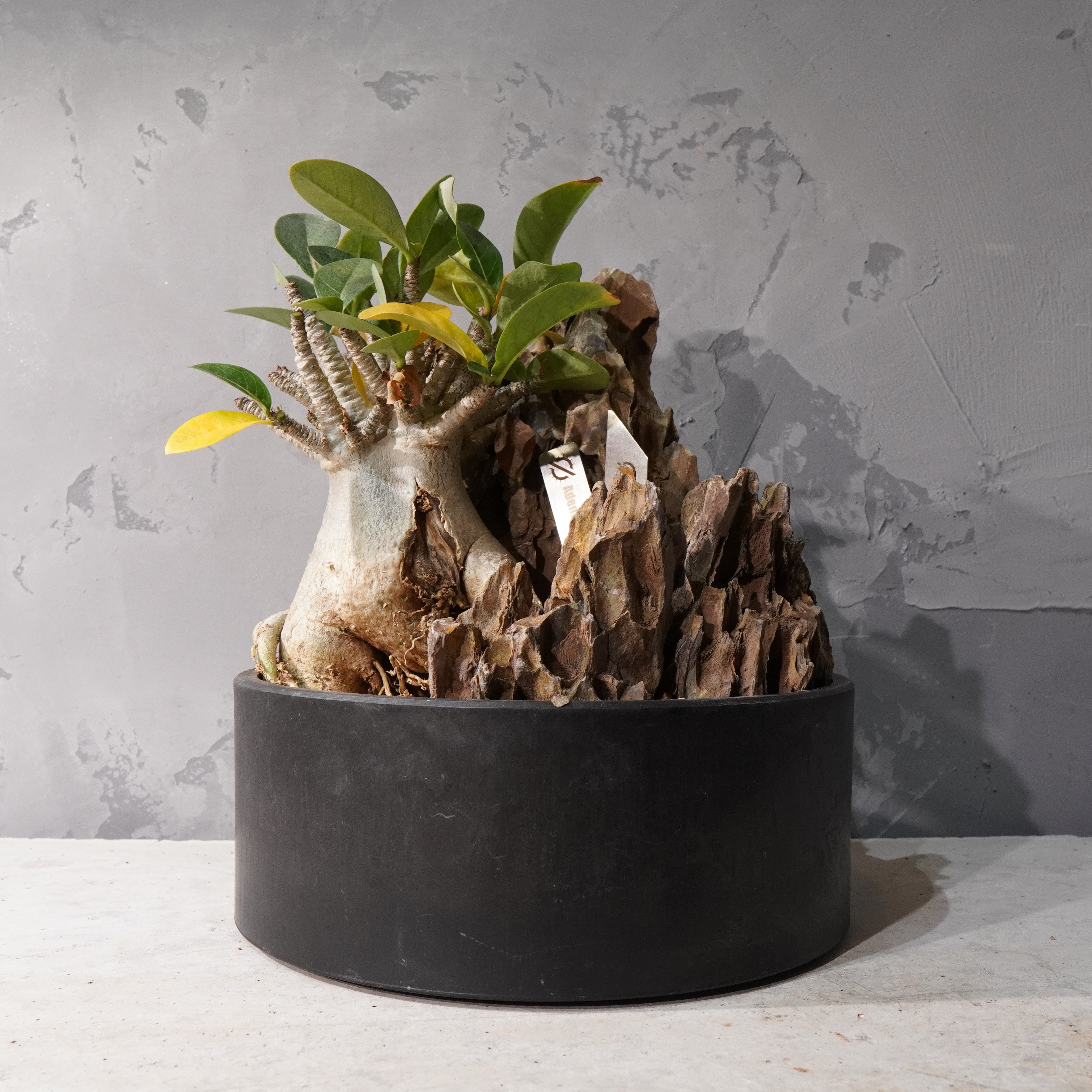 【HABITAT STYLE】アデニウム・オベスム_Bizarre Plants/珍奇植物/ハビタットスタイル#artholic