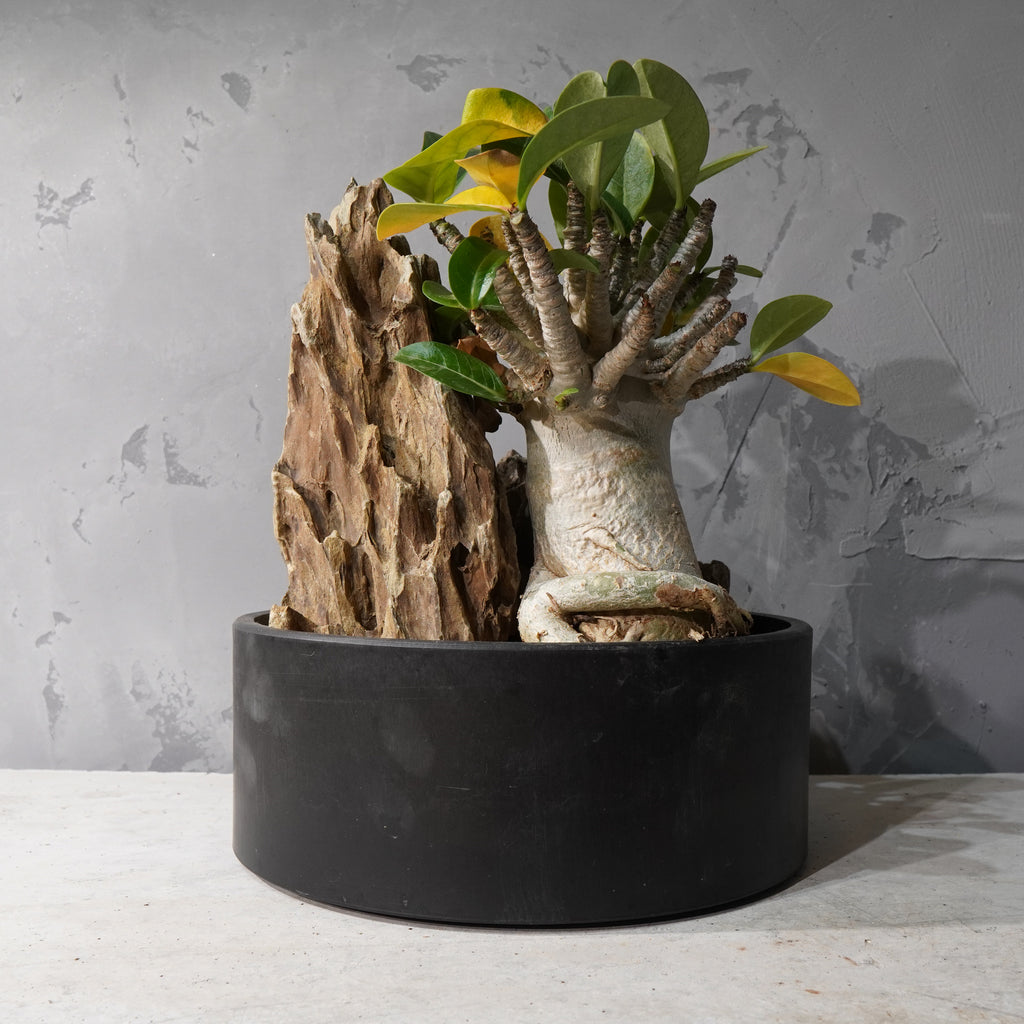 【HABITAT STYLE】アデニウム・オベスム_Bizarre Plants/珍奇植物/ハビタットスタイル#artholic