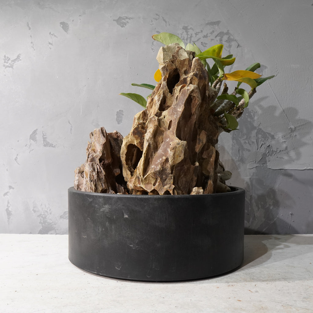 【HABITAT STYLE】アデニウム・オベスム_Bizarre Plants/珍奇植物/ハビタットスタイル#artholic