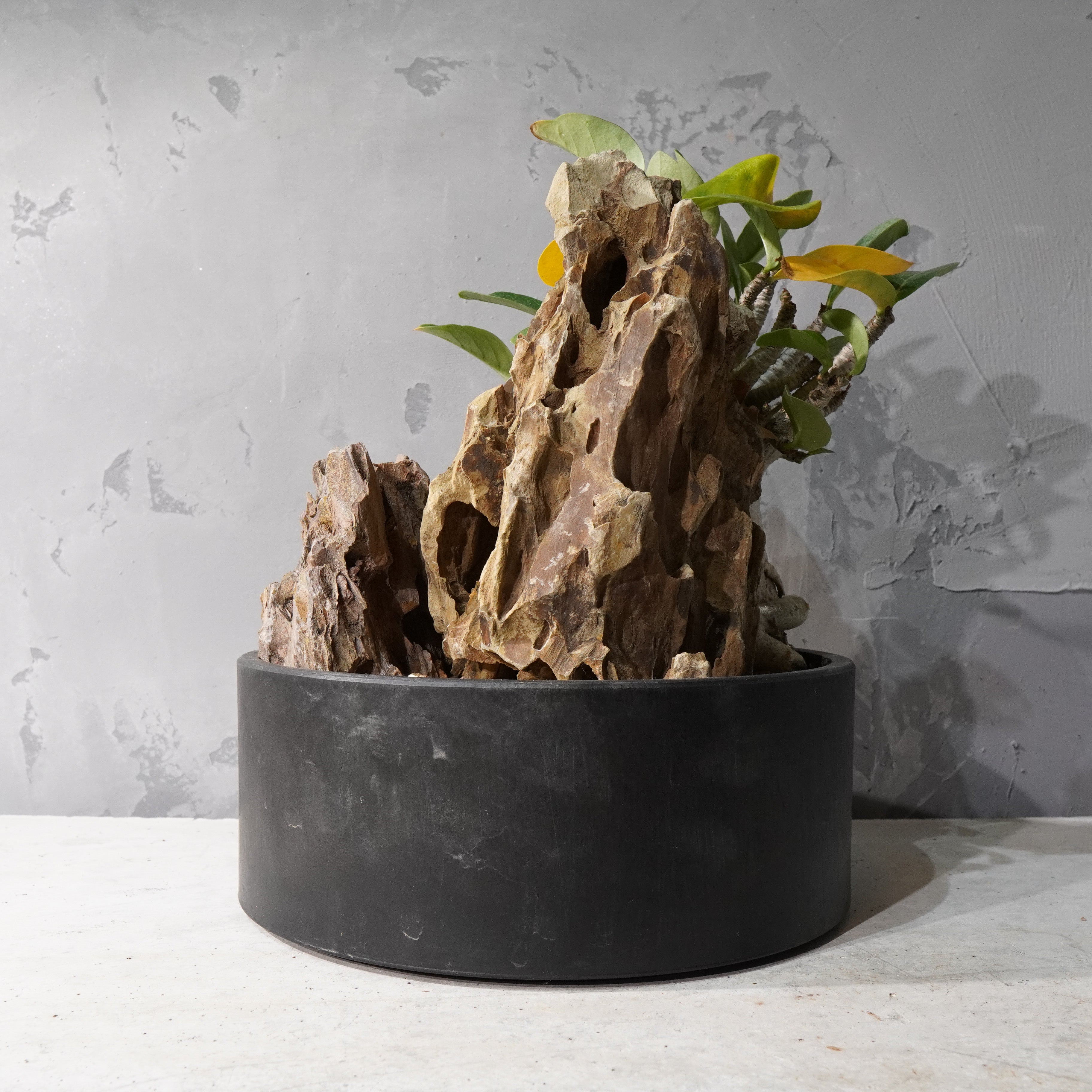 【HABITAT STYLE】アデニウム・オベスム_Bizarre Plants/珍奇植物/ハビタットスタイル#artholic