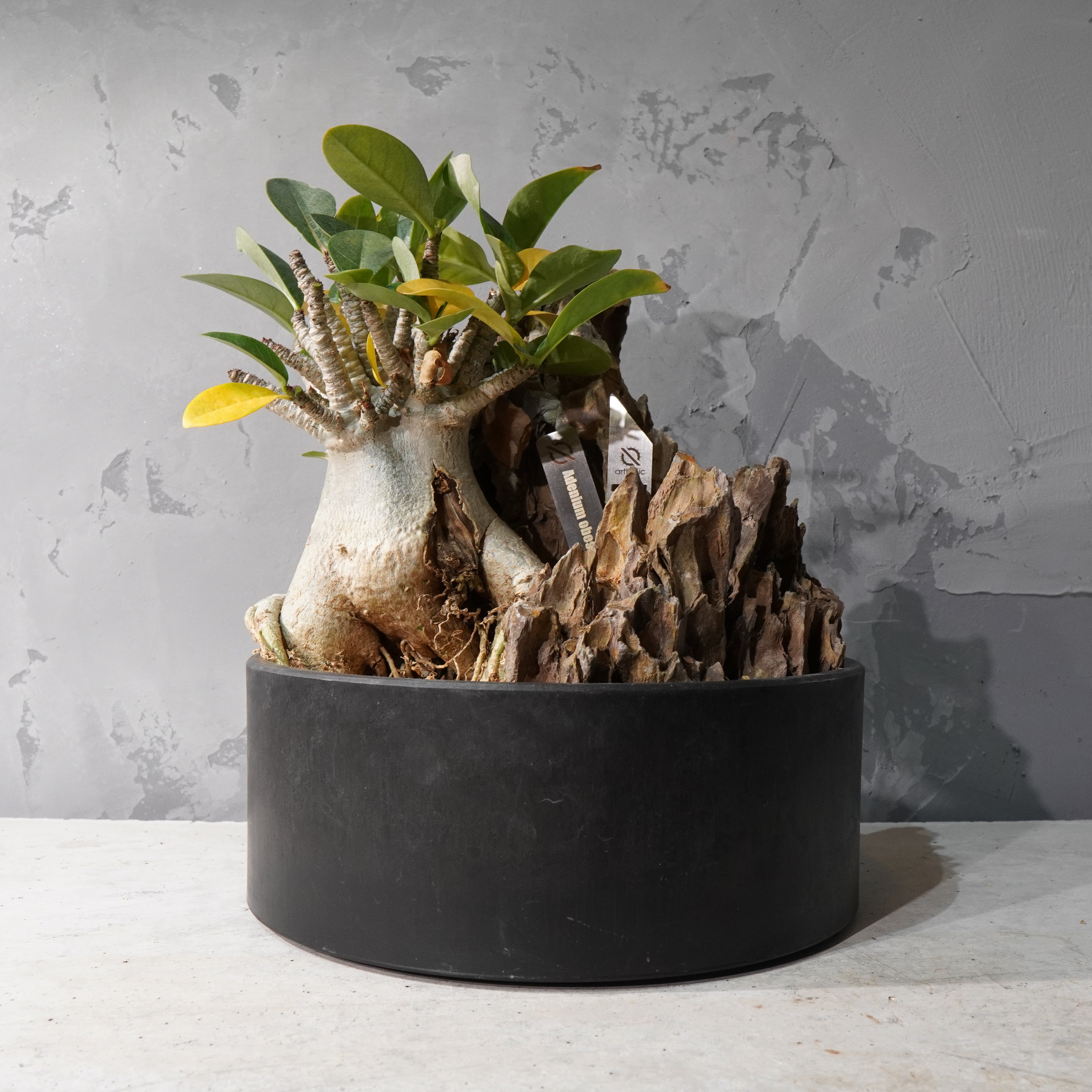 【HABITAT STYLE】アデニウム・オベスム_Bizarre Plants/珍奇植物/ハビタットスタイル#artholic