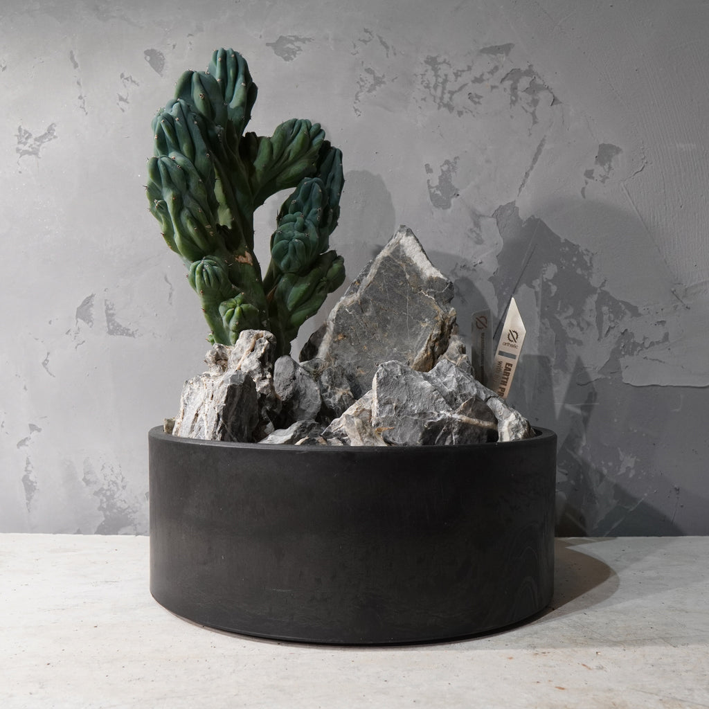 【HABITAT STYLE】竜神木 綴化_Bizarre Plants/珍奇植物/ハビタットスタイル#artholic