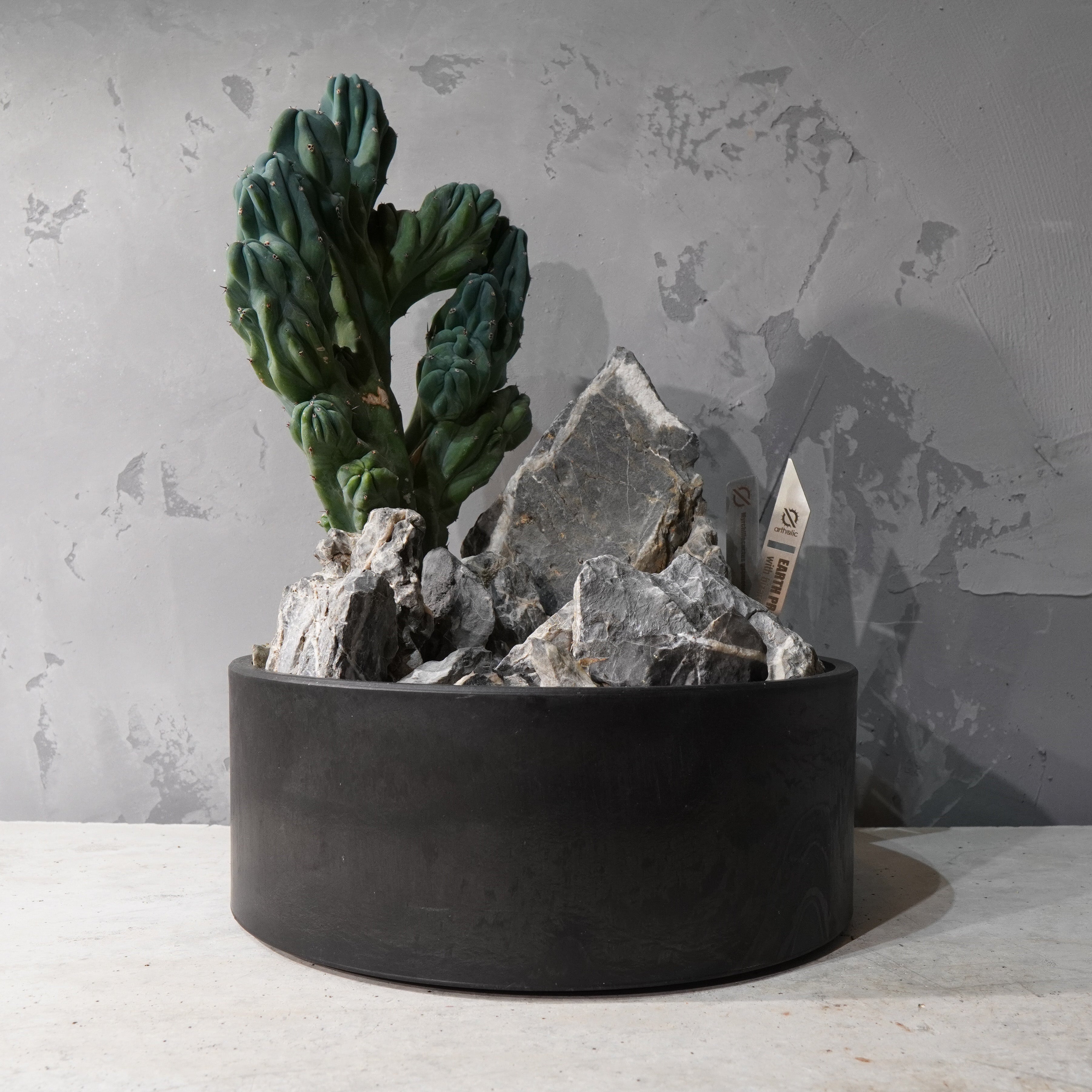 【HABITAT STYLE】竜神木 綴化_Bizarre Plants/珍奇植物/ハビタットスタイル#artholic