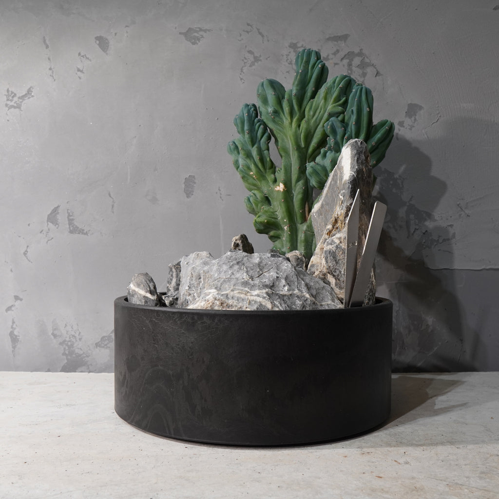 【HABITAT STYLE】竜神木 綴化_Bizarre Plants/珍奇植物/ハビタットスタイル#artholic