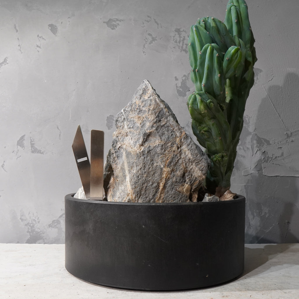 【HABITAT STYLE】竜神木 綴化_Bizarre Plants/珍奇植物/ハビタットスタイル#artholic